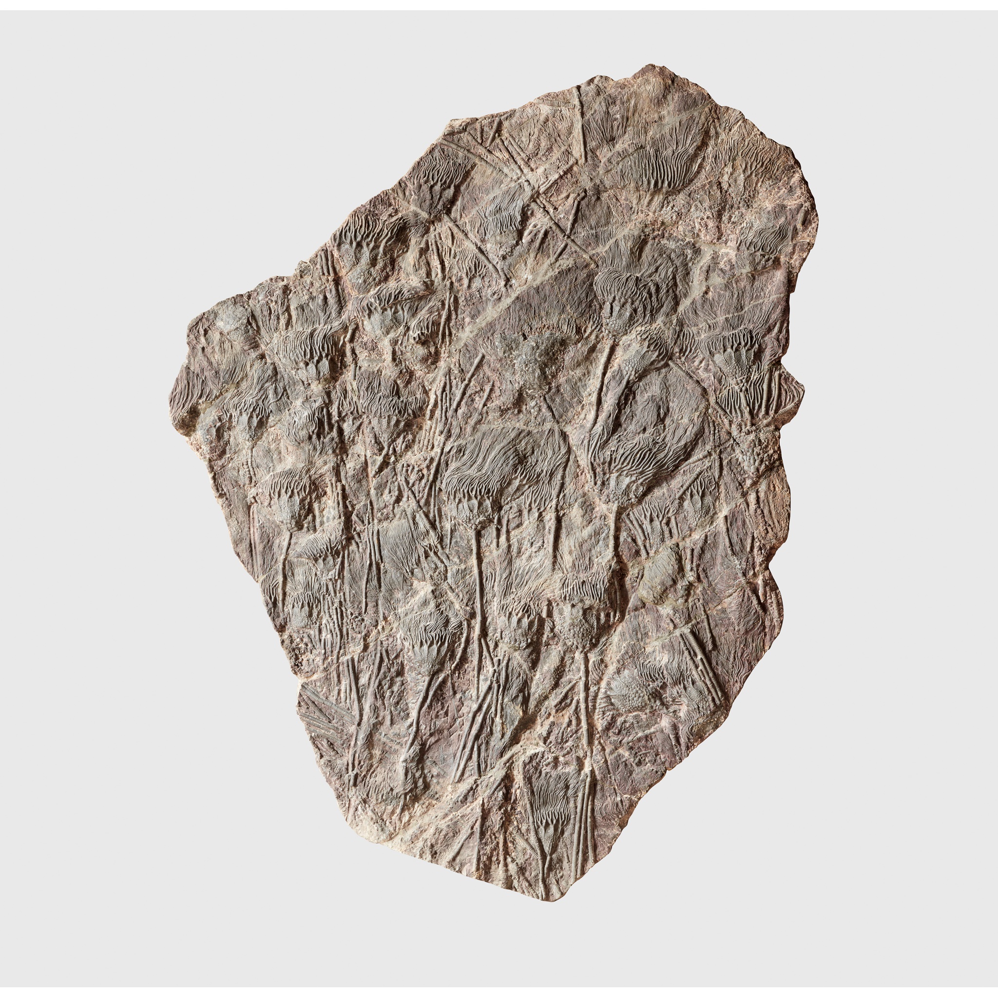 LARGE CRINOID SEA-BED PLAQUE