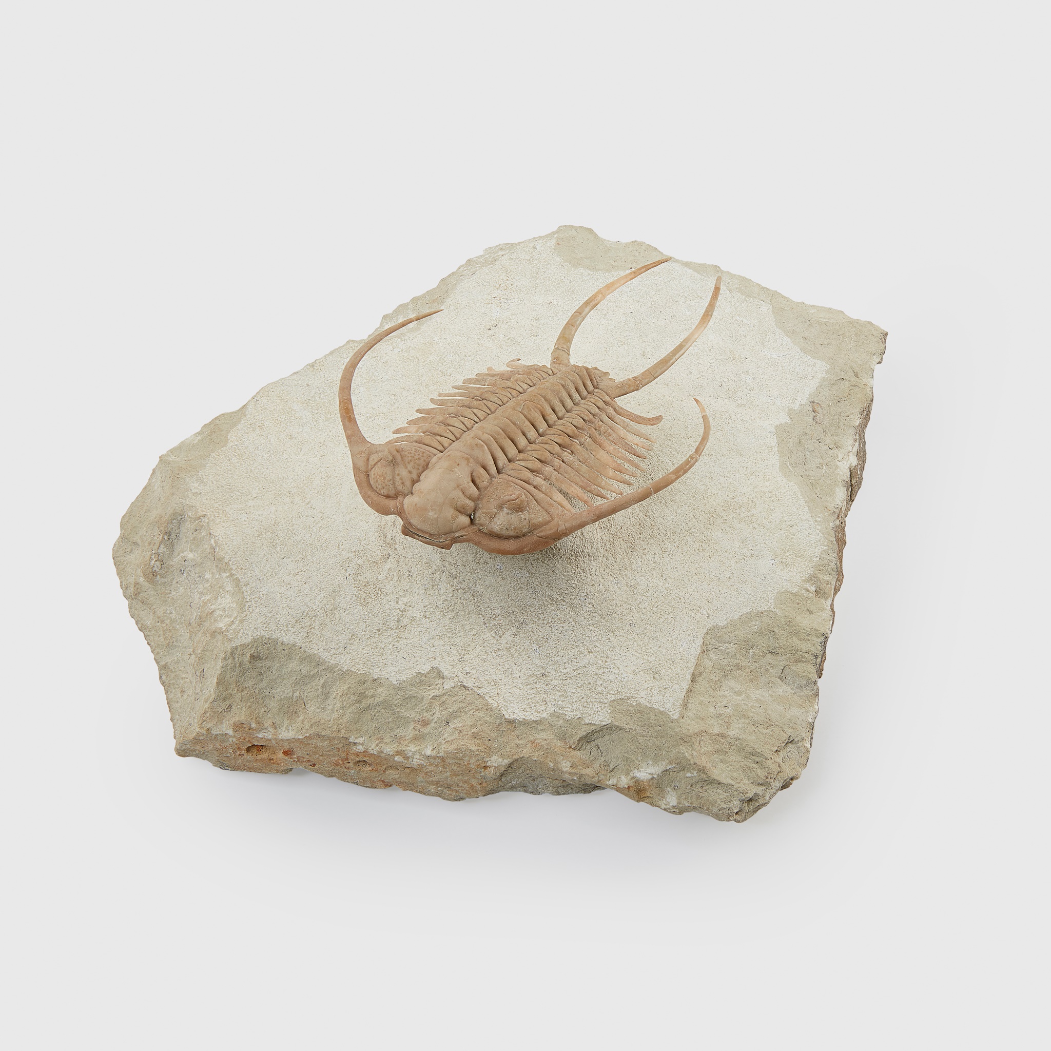 SPINY TRILOBITE FOSSIL