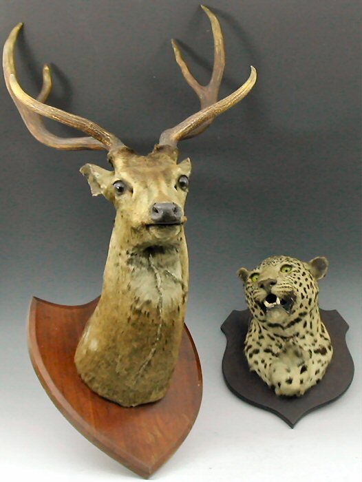 A stuffed and mounted Leopard's head,