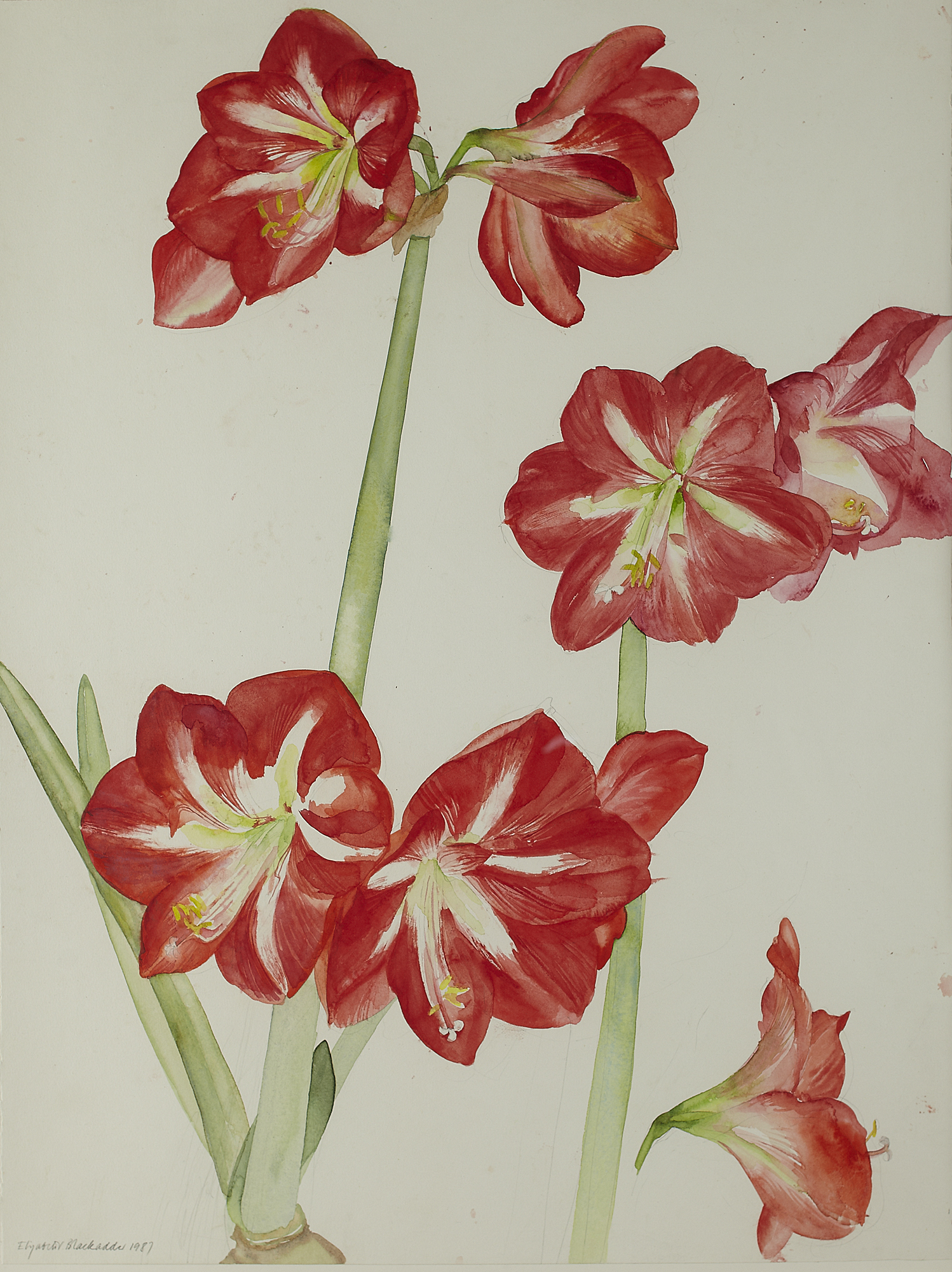 ELIZABETH VIOLET BLACKADDER D.B.E., R.A., R.S.A., R.S.W., R.G.I., D.LITT (SCOTTISH B.1931)