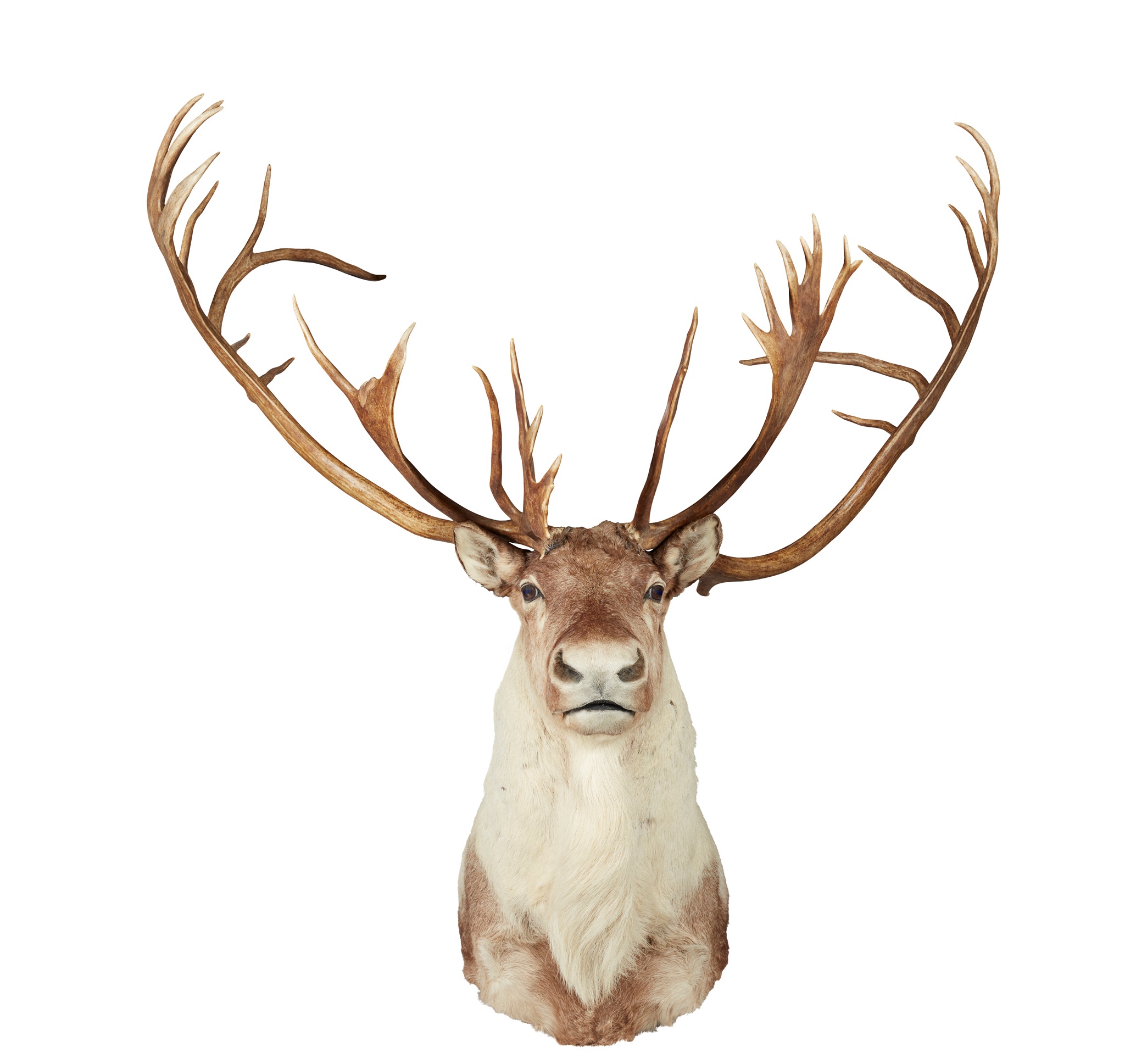 TAXIDERMY CARIBOU HEAD AND SHOULDER MOUNT