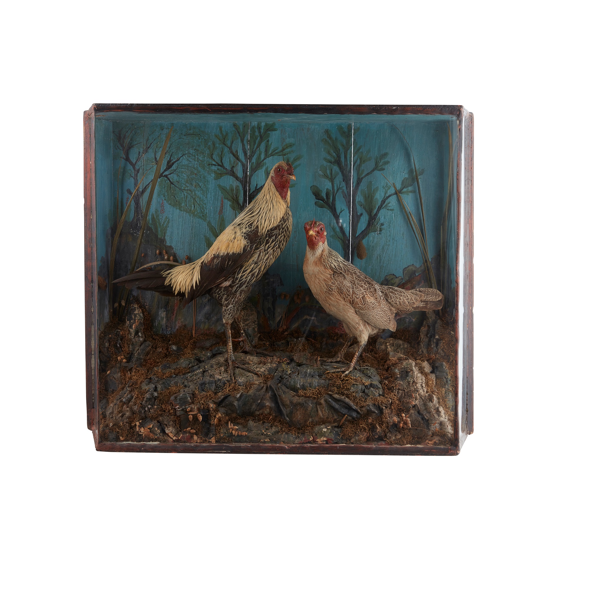 THREE CASED TAXIDERMY BIRD SPECIMENS