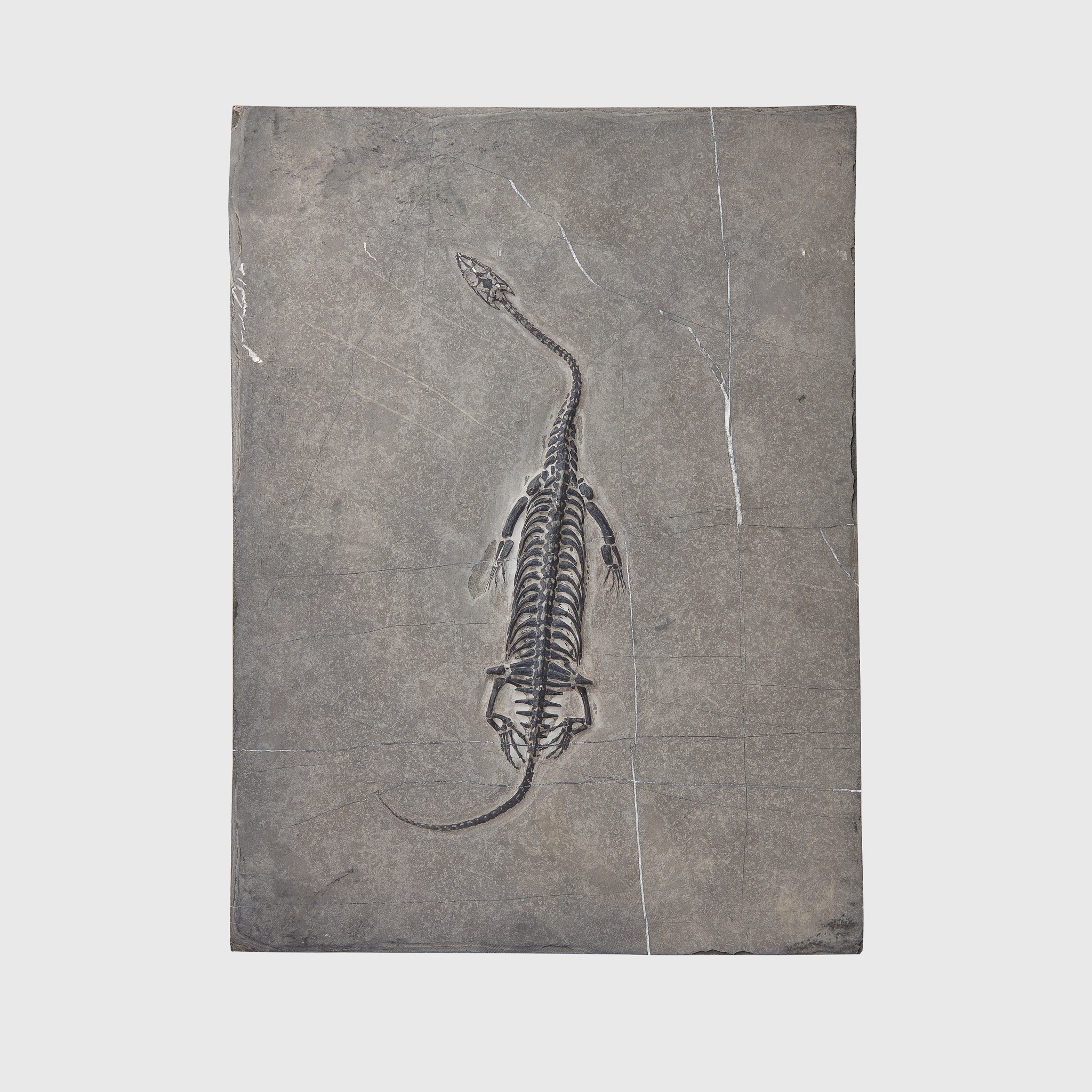 KEICHOUSAURUS FOSSIL PLAQUE