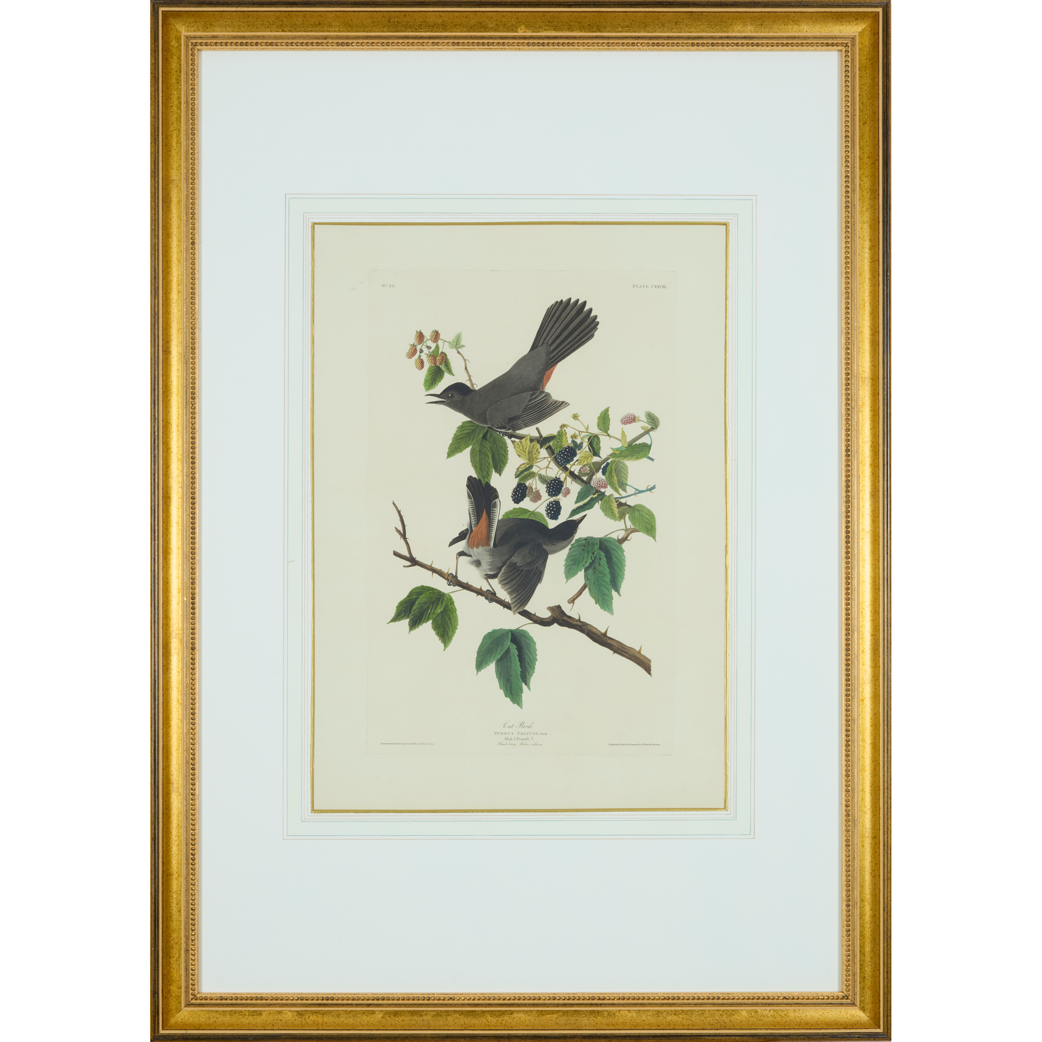 Audubon, John James
