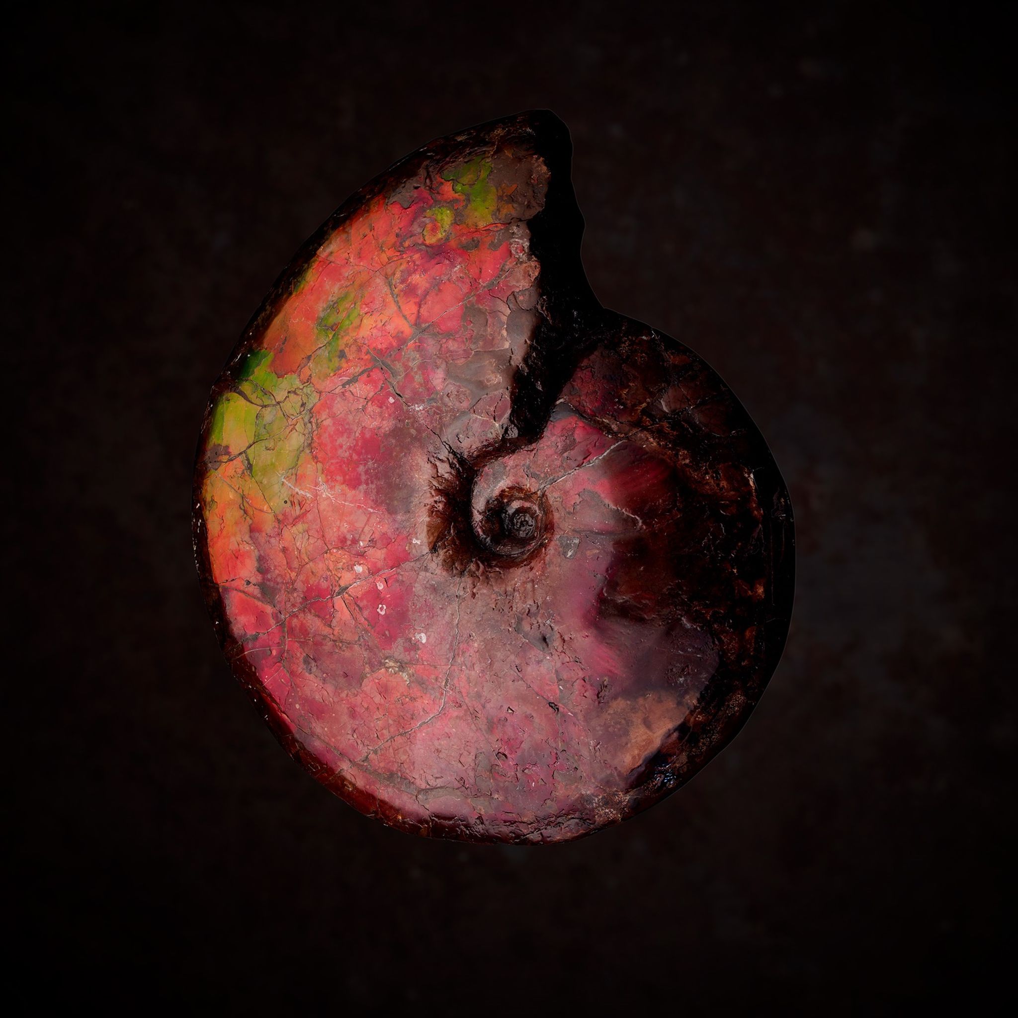 LARGE IRIDESCENT AMMONITE