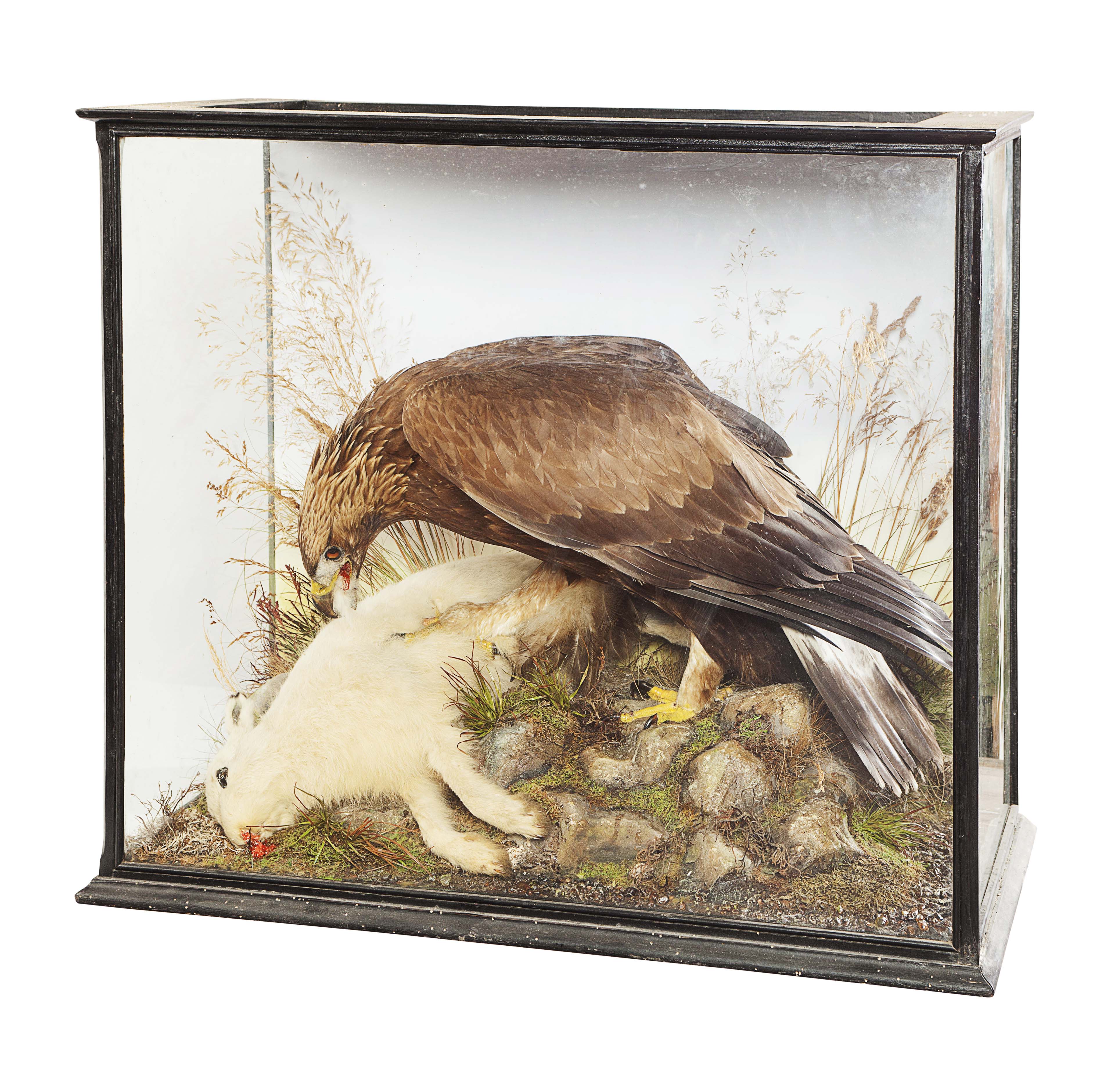 TAXIDERMY GROUP OF GOLDEN EAGLE AND DEAD HARE