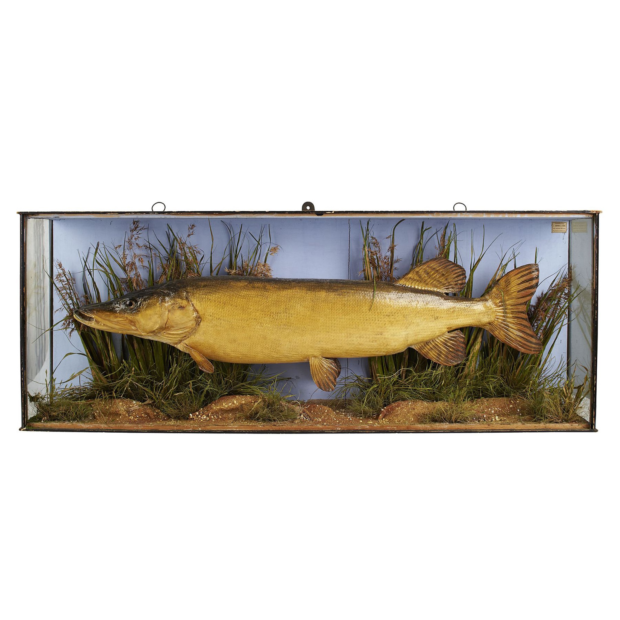 CASED TAXIDERMY PIKE, BY J. COOPER & SONS