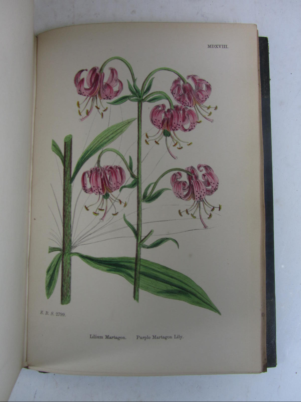 Sowerby, John Edward