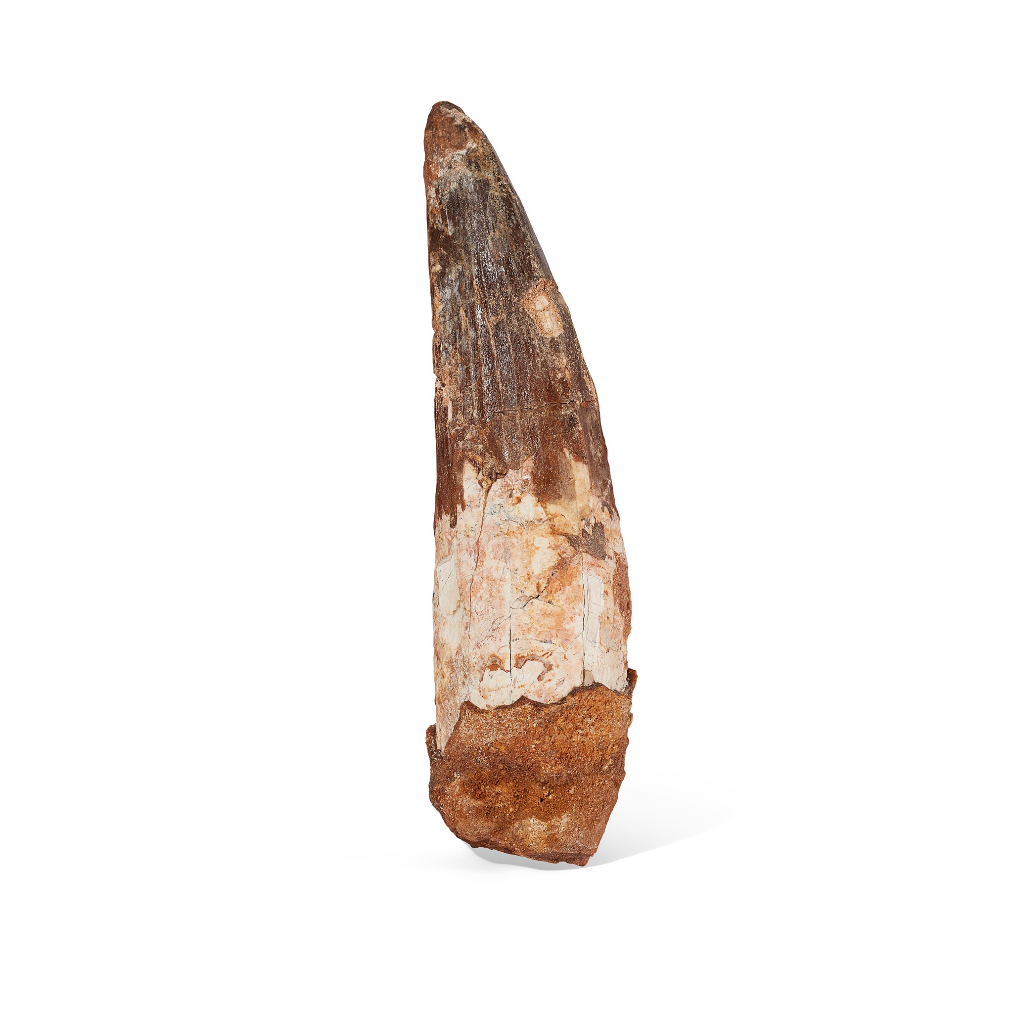 LARGE SPINOSAURUS TOOTH