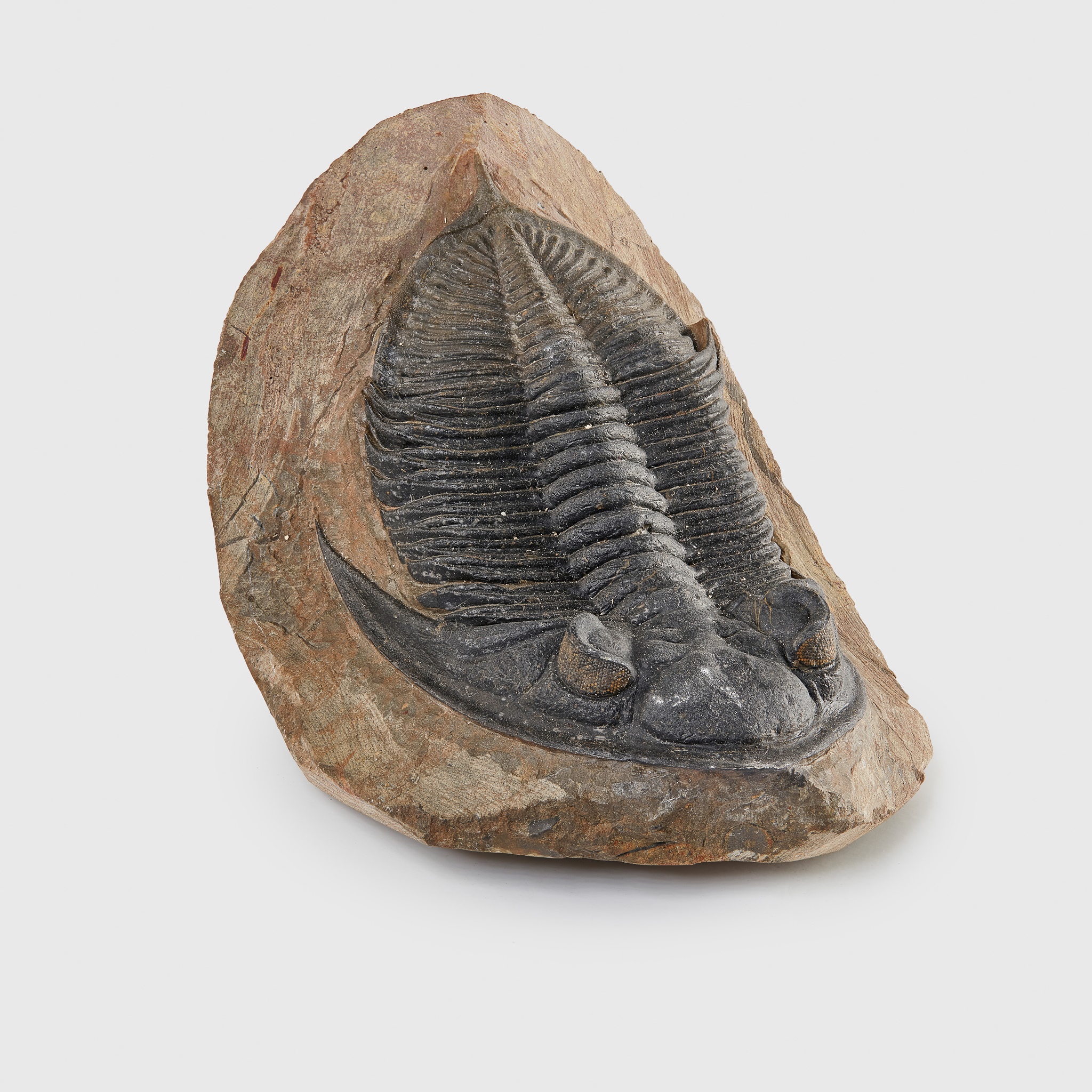 TRILOBITE FOSSIL, ODONTOCHILE SP,
