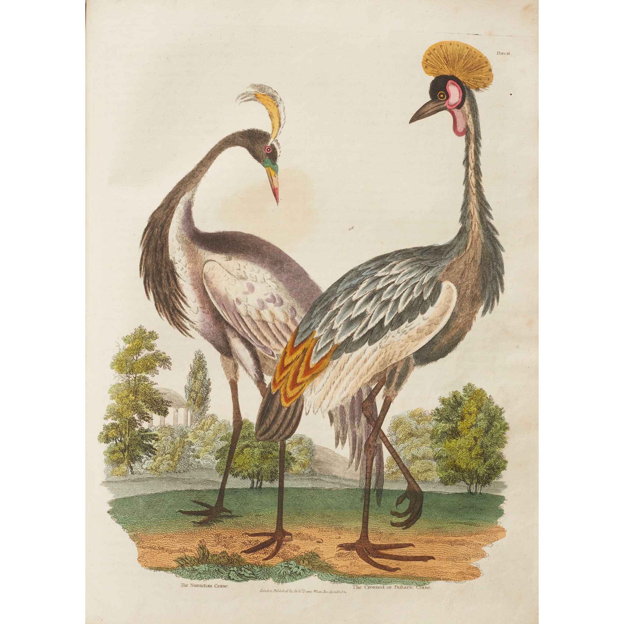 Buffon, George Louis Le Clerc, comte de