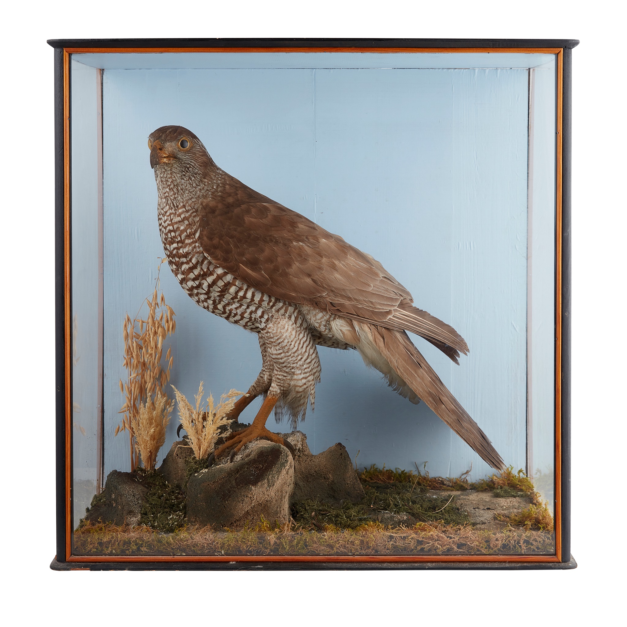 TWO CASED TAXIDERMY BIRDS OF PREY