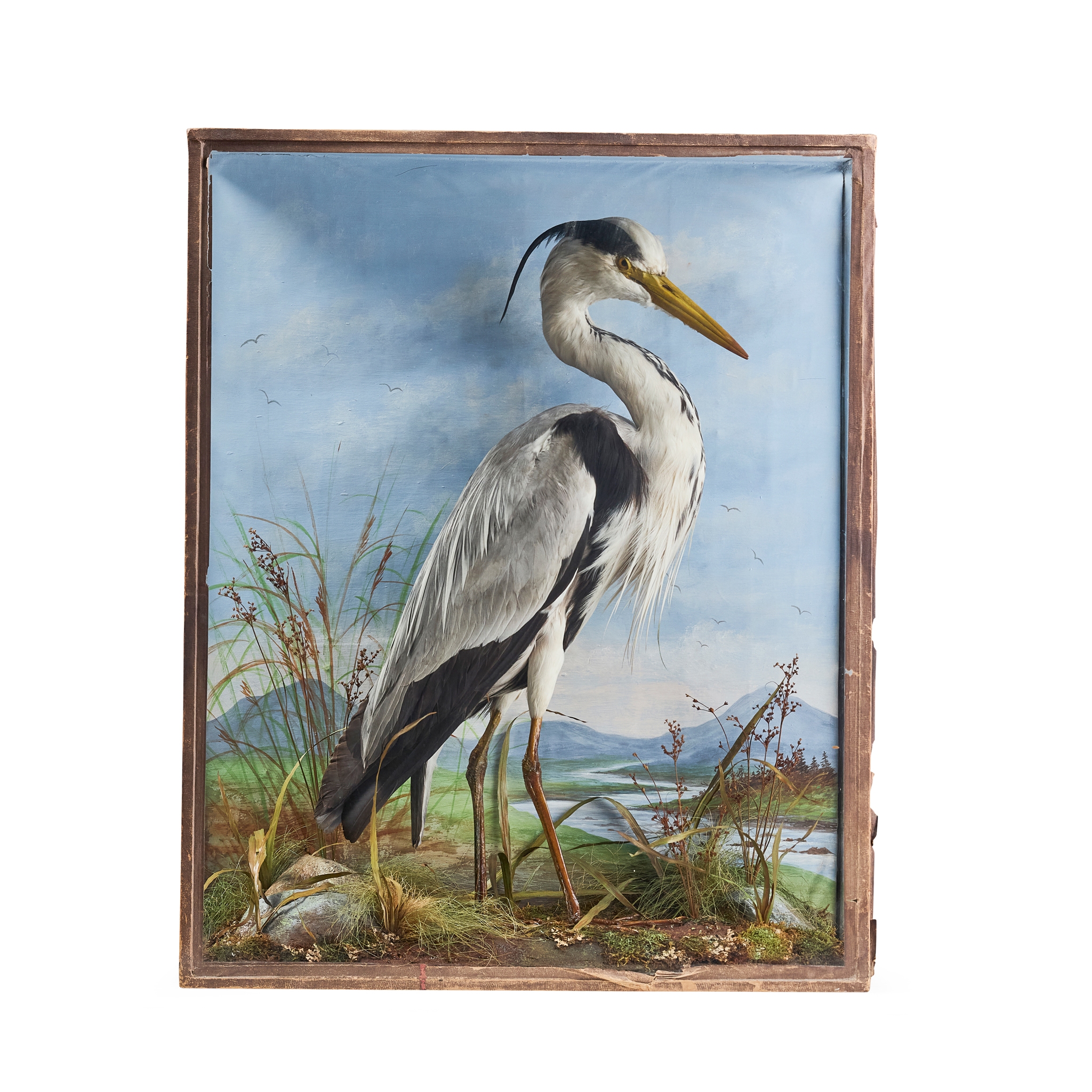 EDWARDIAN CASED TAXIDERMY HERON
