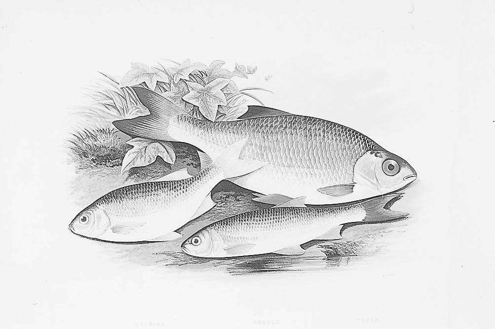 HAUGHTON (REV W) ...