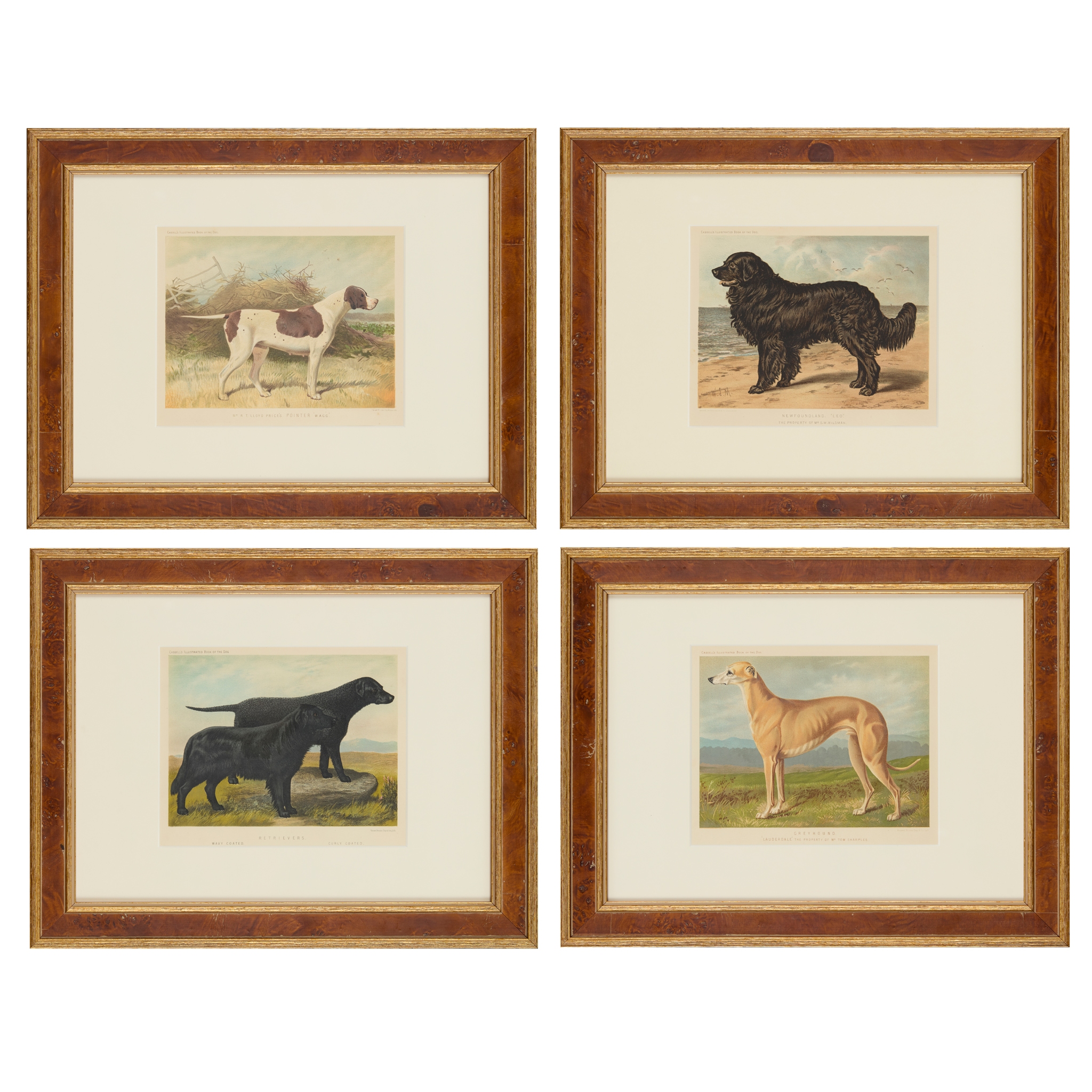 SET OF TWELVE CHROMOLITHOGRAPH PRINTS FROM CASSELL’S 'ILLUSTRATED BOOK OF THE DOG'