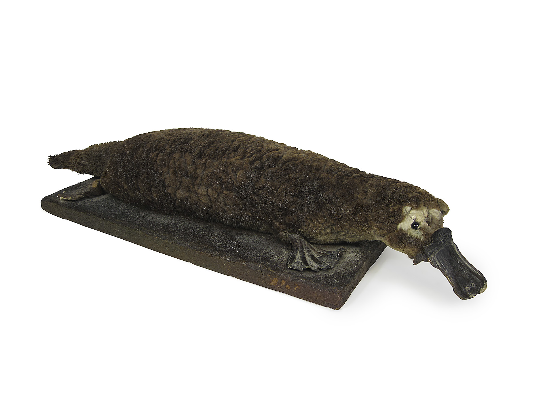 TAXIDERMY - VICTORIAN MALE PLATYPUS