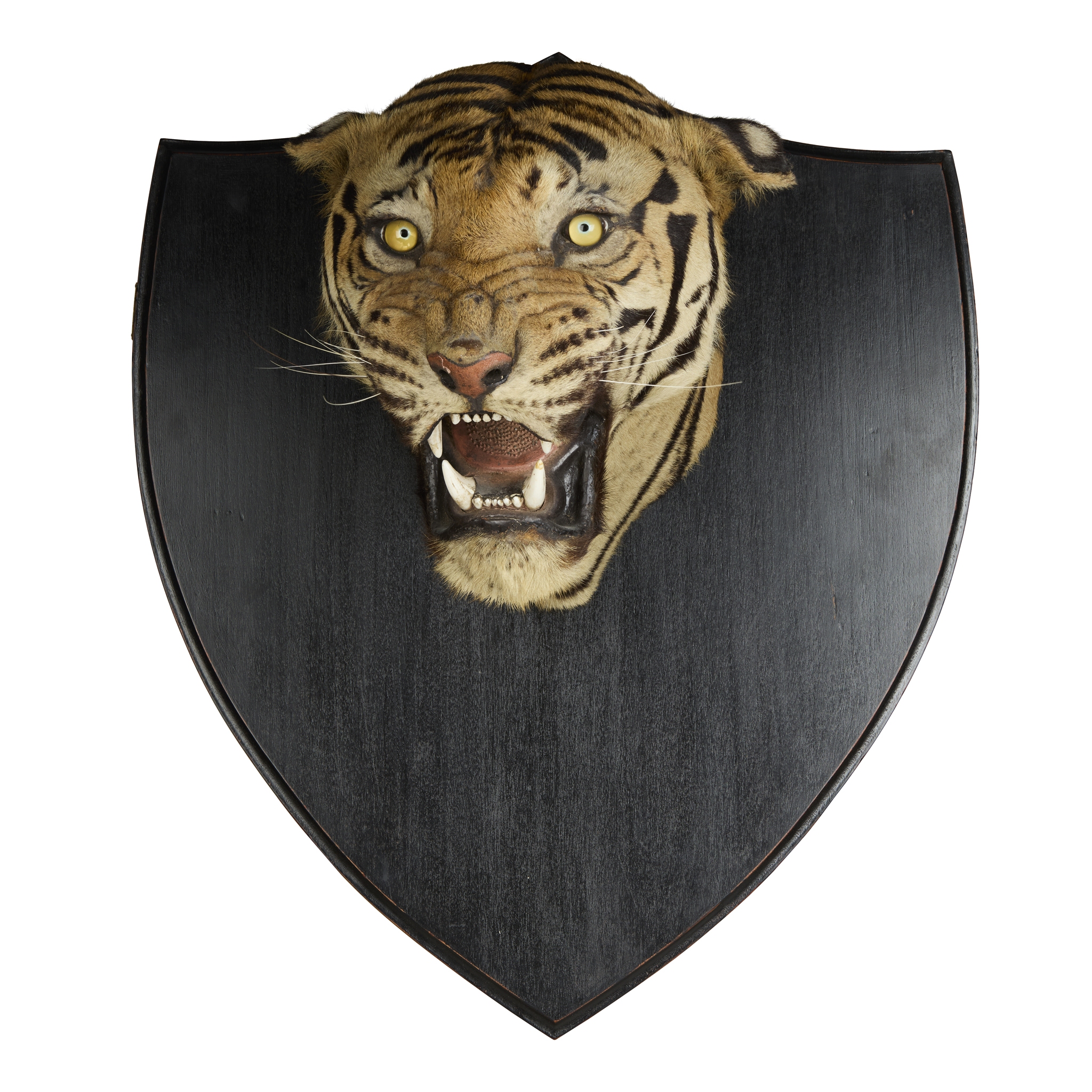 A TAXIDERMY BENGAL TIGER HEAD, VAN INGEN & VAN INGEN, MYSORE