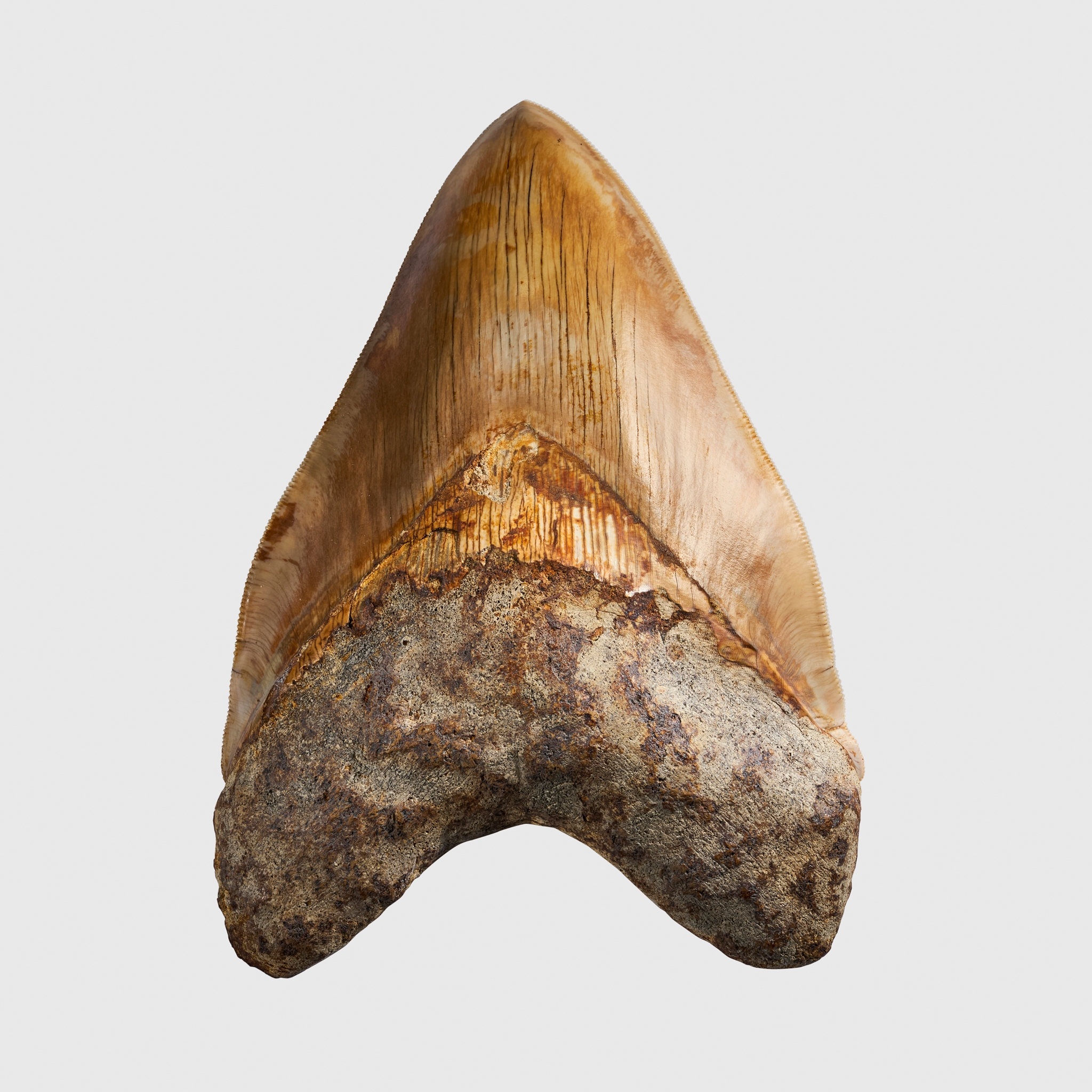 LARGE MEGALODON TOOTH