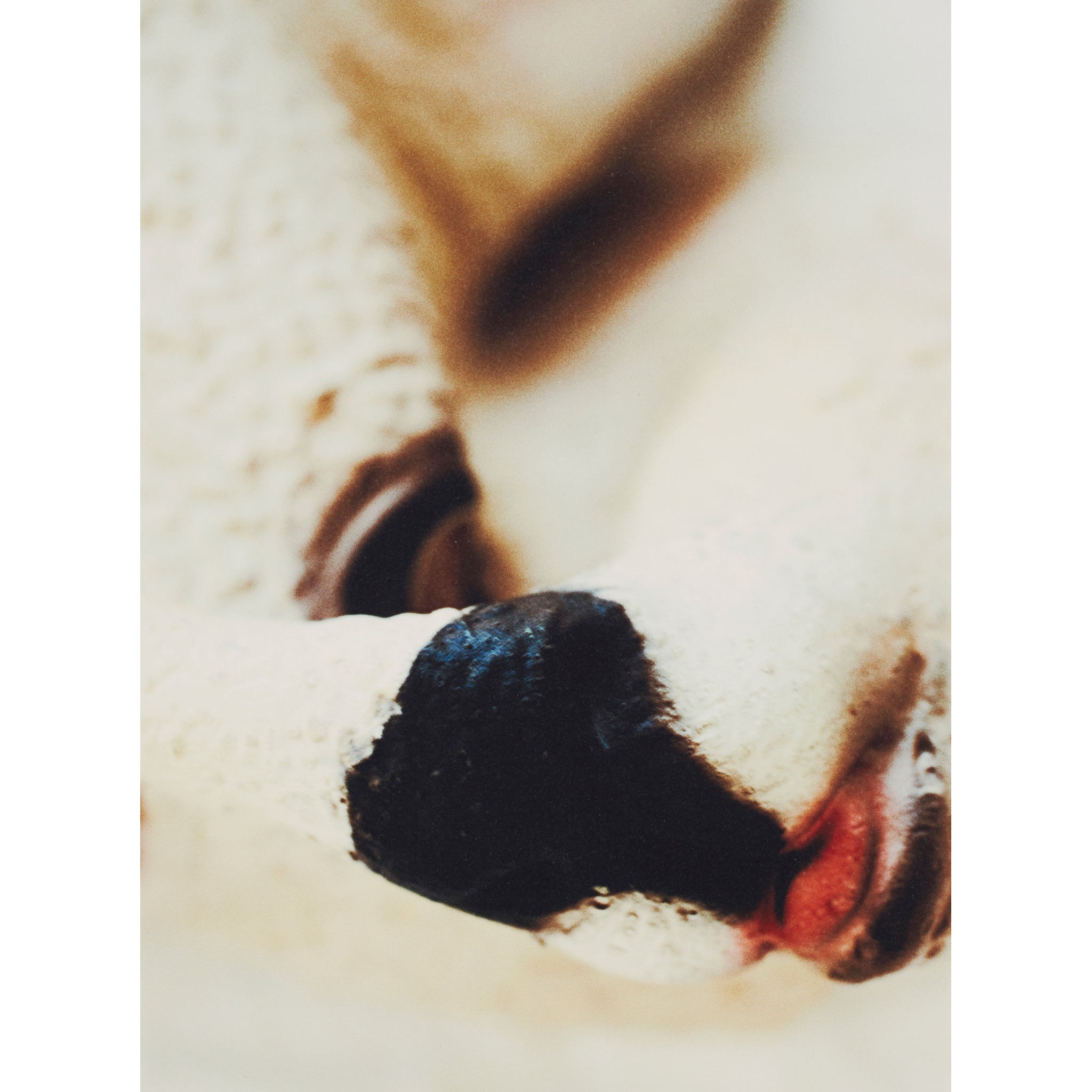 DOUGLAS GORDON (SCOTTISH 1966-)