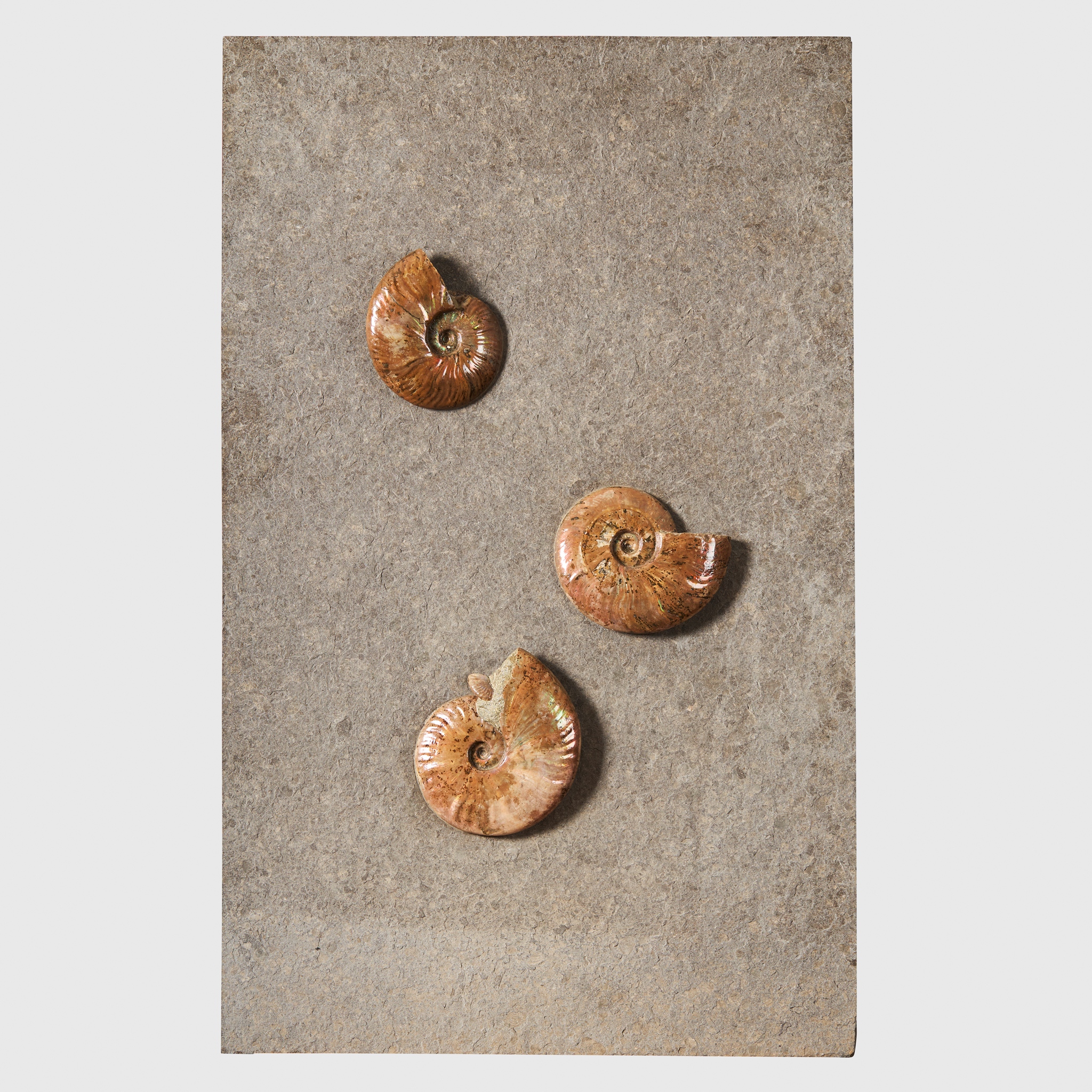 LARGE IRRIDESCENT AMMONITE WALL PLATE