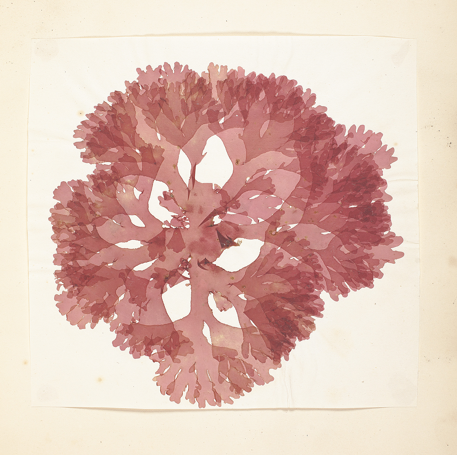 Seaweed - Torquay - Wyatt, Mary