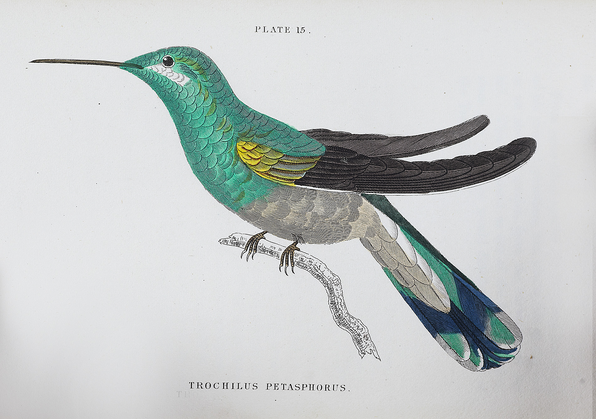 JARDINE, SIR WILLIAM