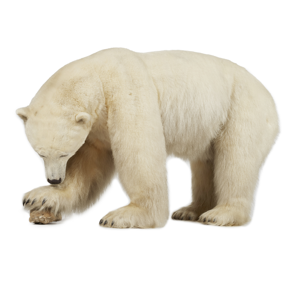 TAXIDERMY FULL MOUNT POLAR BEAR