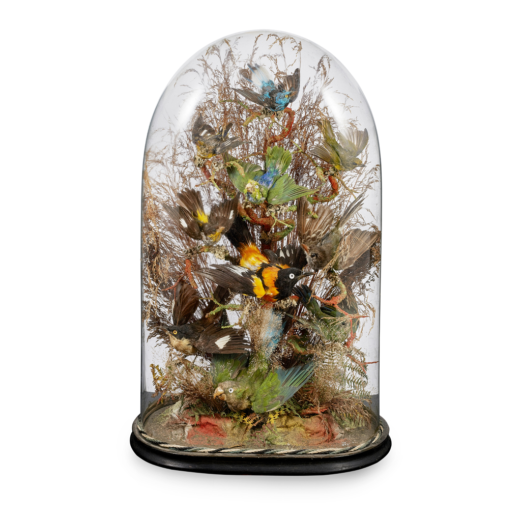DOMED TAXIDERMY BIRD DISPLAY