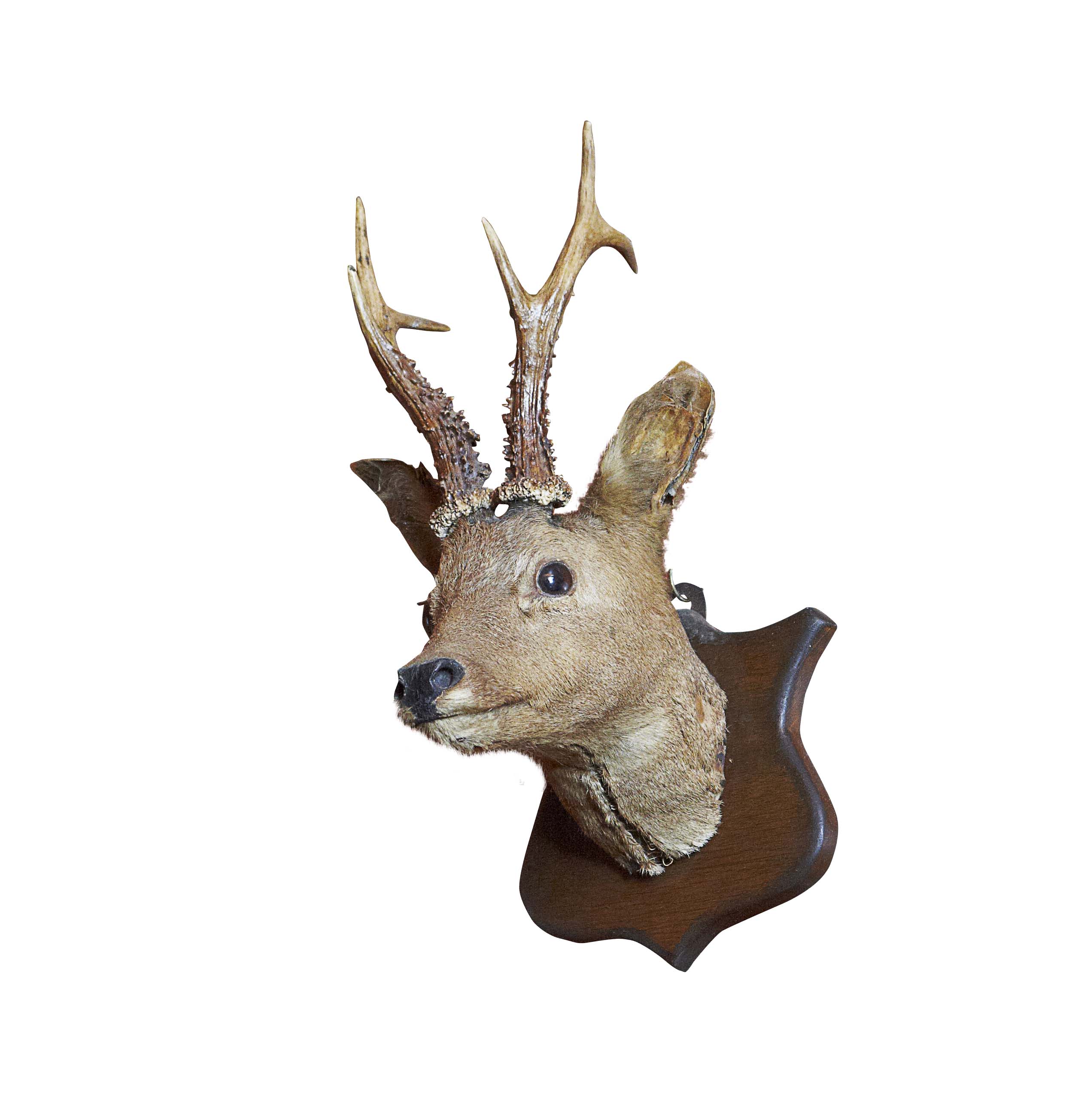 TAXIDERMY ROE DEER HEAD