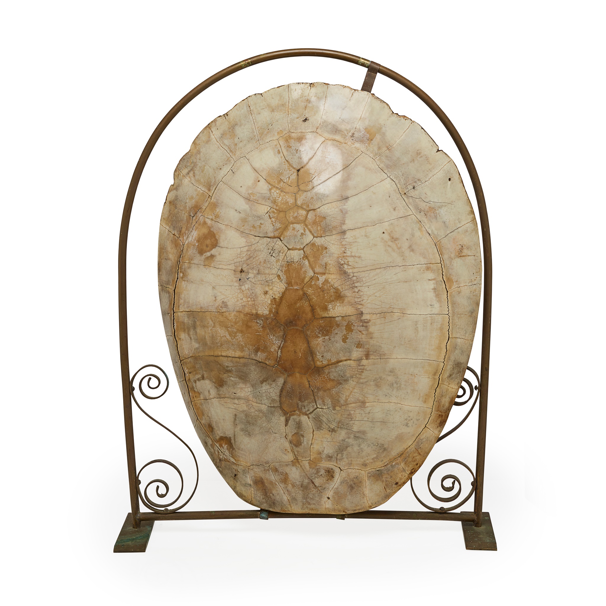 GIANT AMAZON RIVER TURTLE (PODOCNEMIS EXPANSA) SHELL