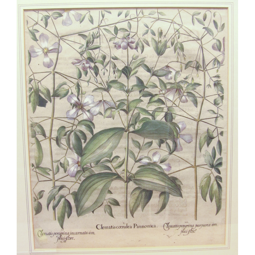 9 Botanical Prints, including Besler, Basil