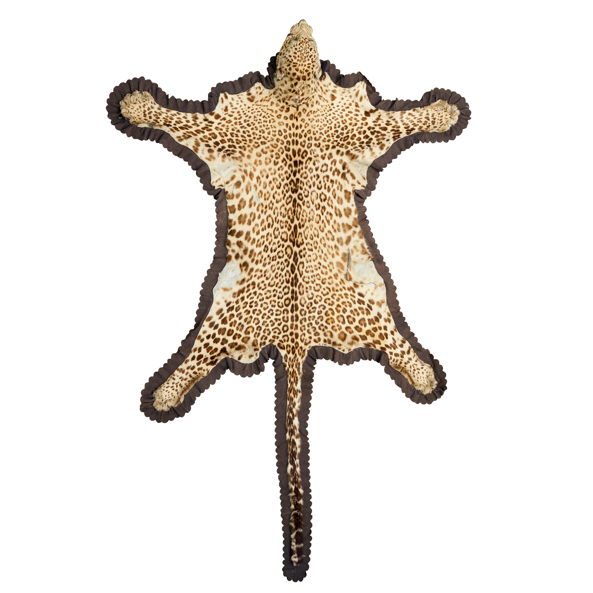 TAXIDERMY LEOPARD SKIN, BY VAN INGEN & VAN INGEN OF MYSORE