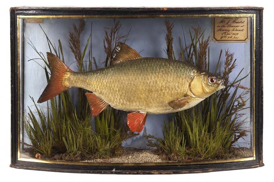 A stuffed and mounted roach,