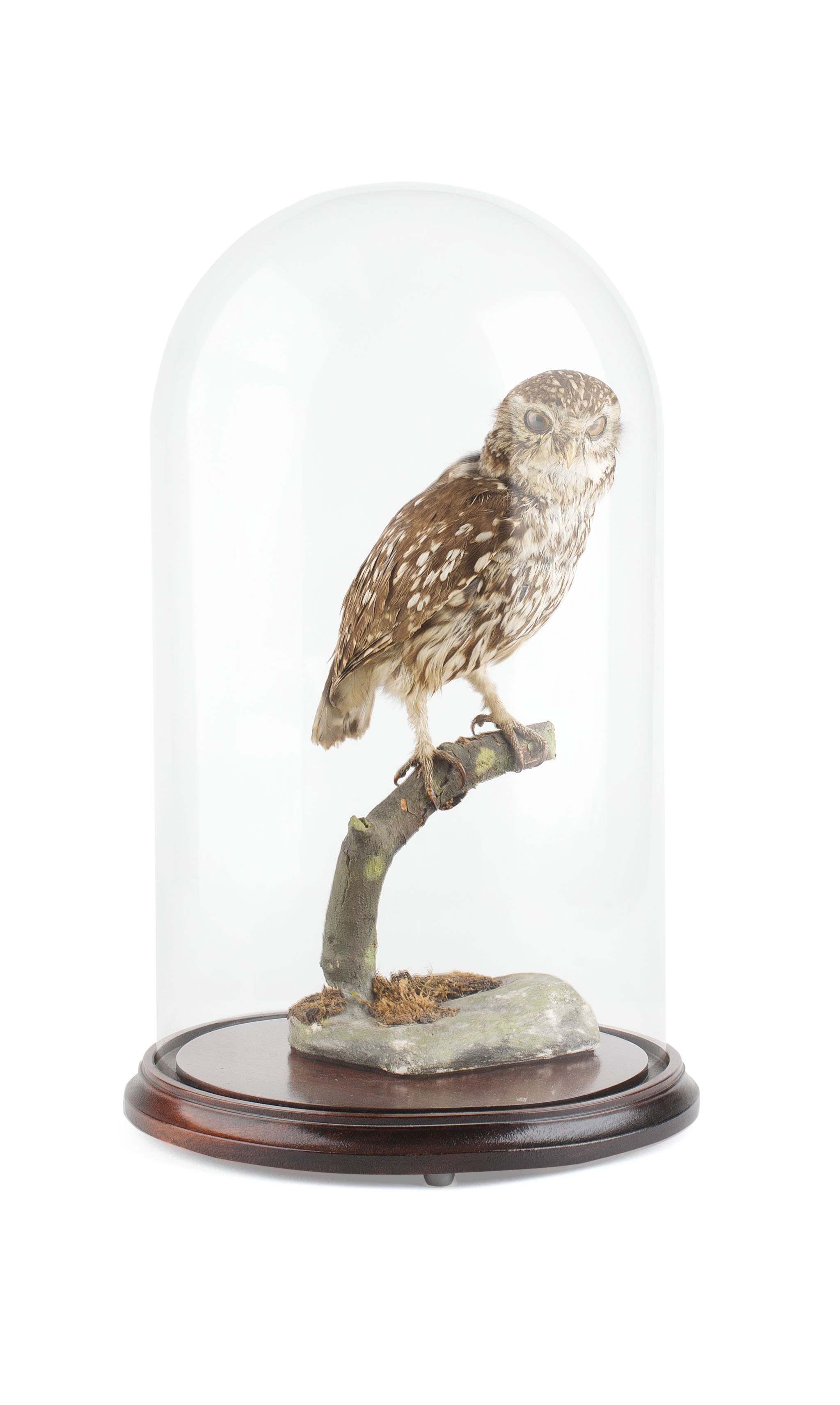 TWO TAXIDERMY BIRDS