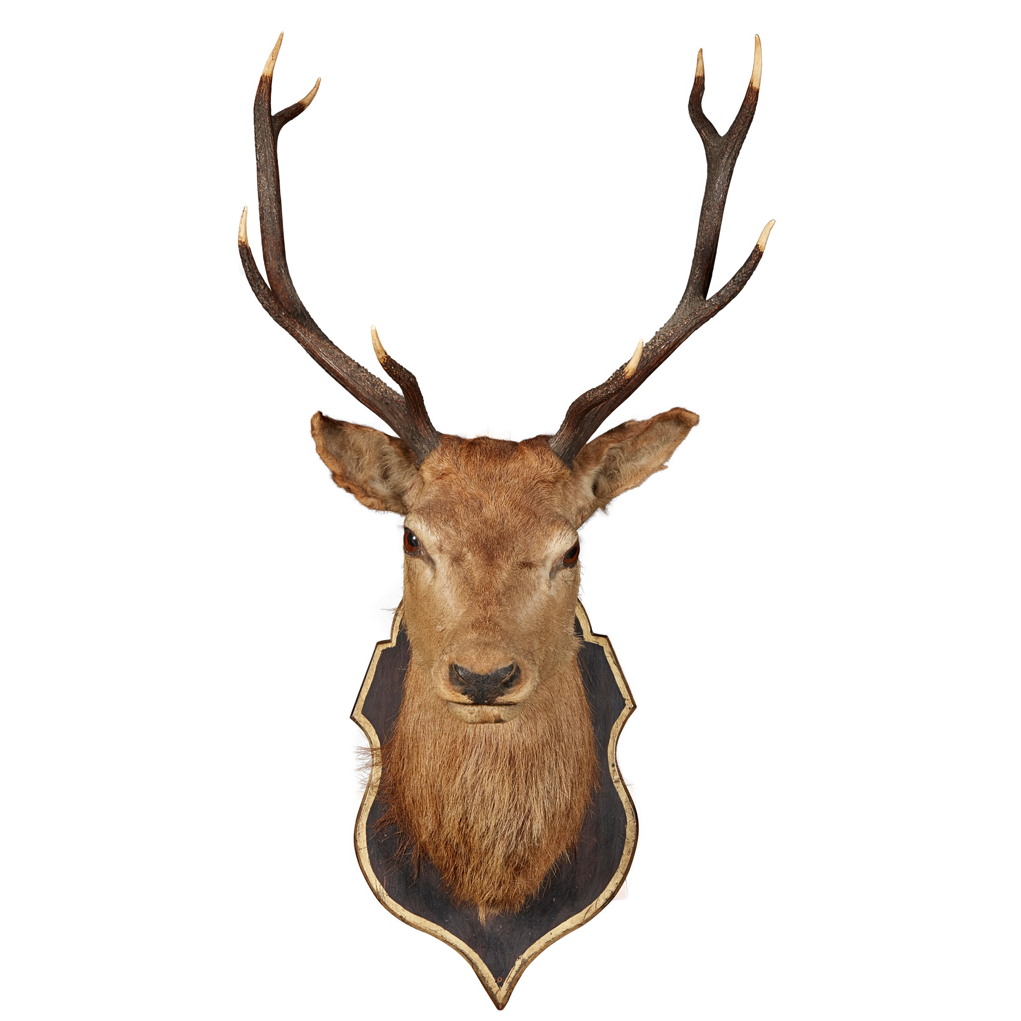 TAXIDERMY STAG'S HEAD TROPHY MOUNT