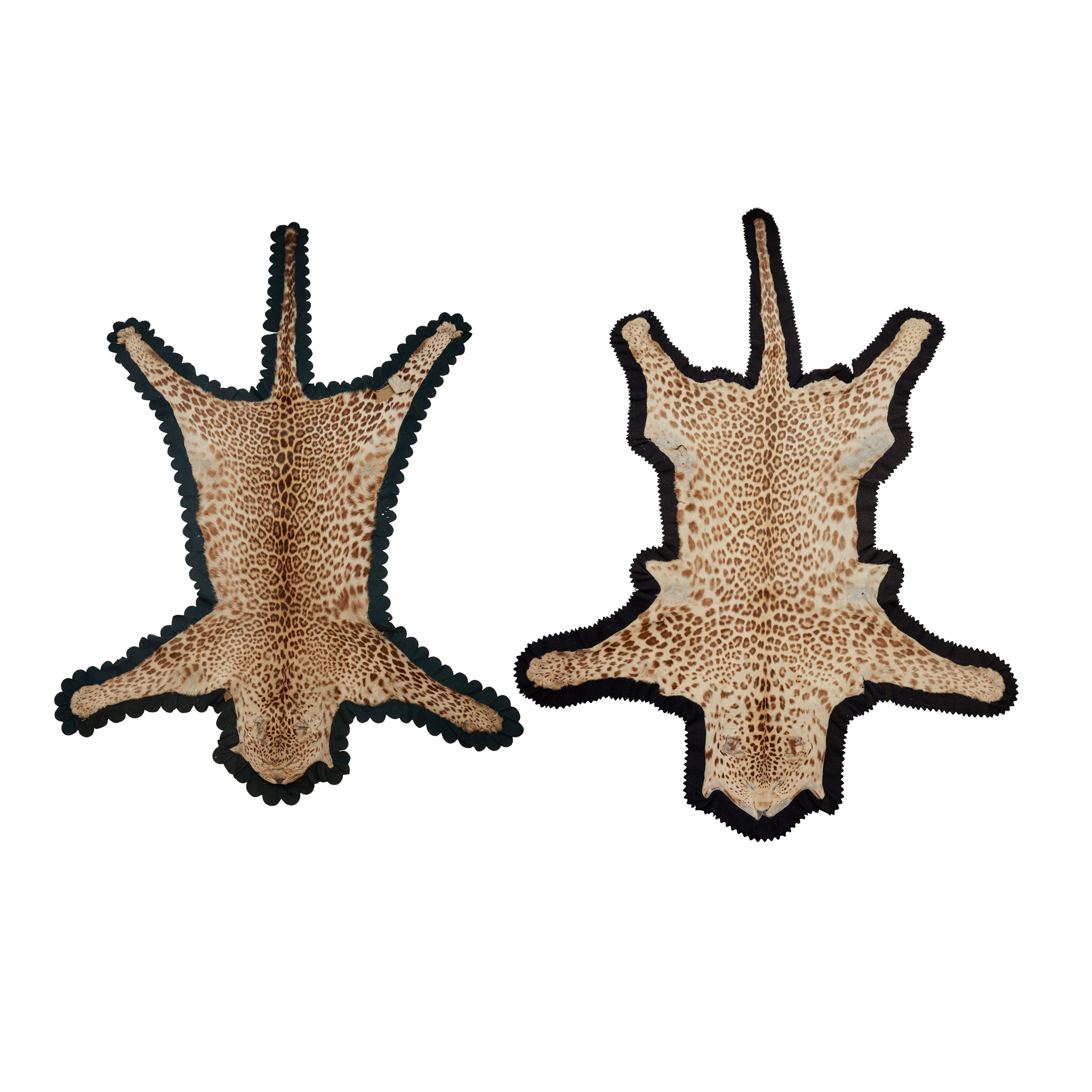 TWO TAXIDERMY LEOPARD SKINS