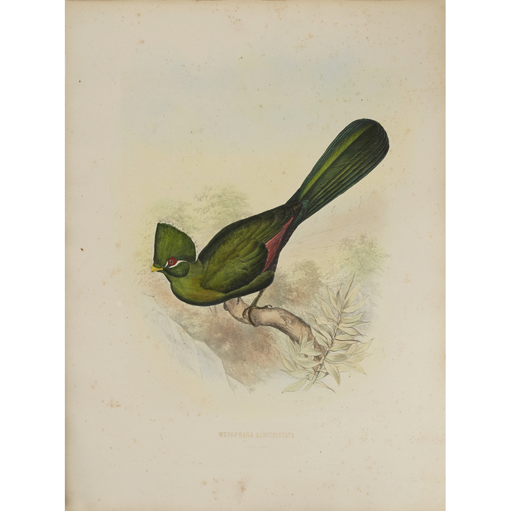 SCHLEGEL, HERMANN AND G. F. WESTERMANN