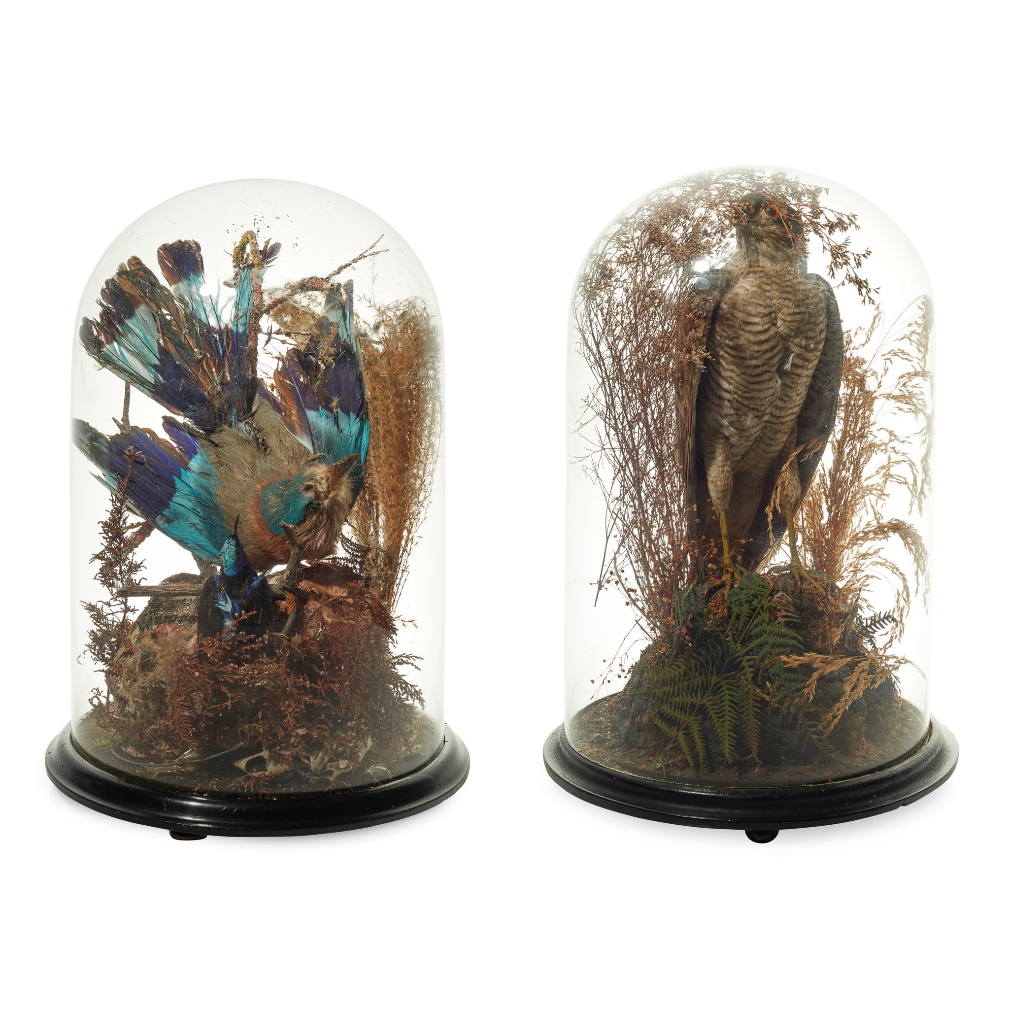 TWO VICTORIAN TAXIDERMY BIRD DISPLAYS AND DOMES