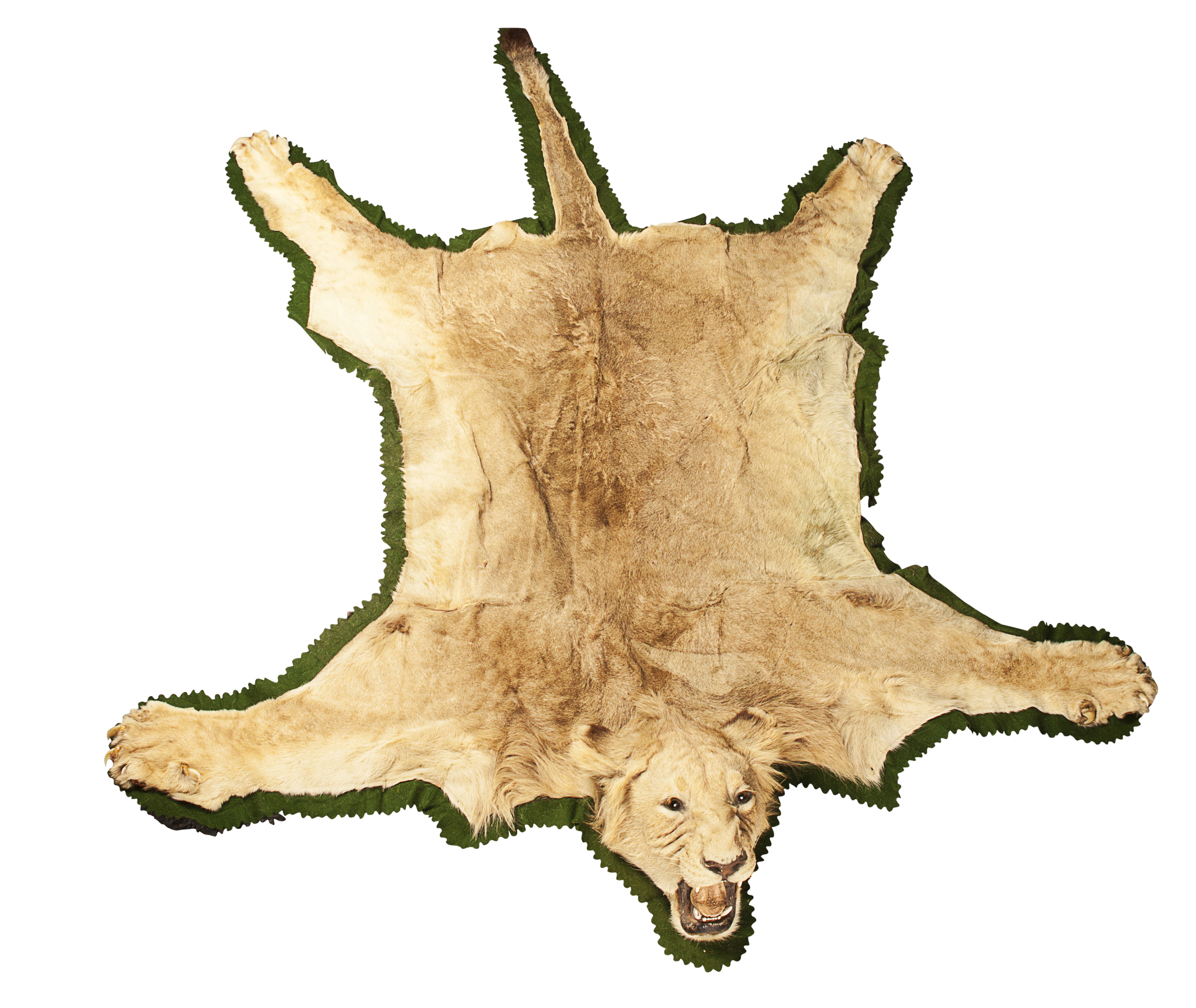 LION SKIN, BY ROWLAND WARD LTD.