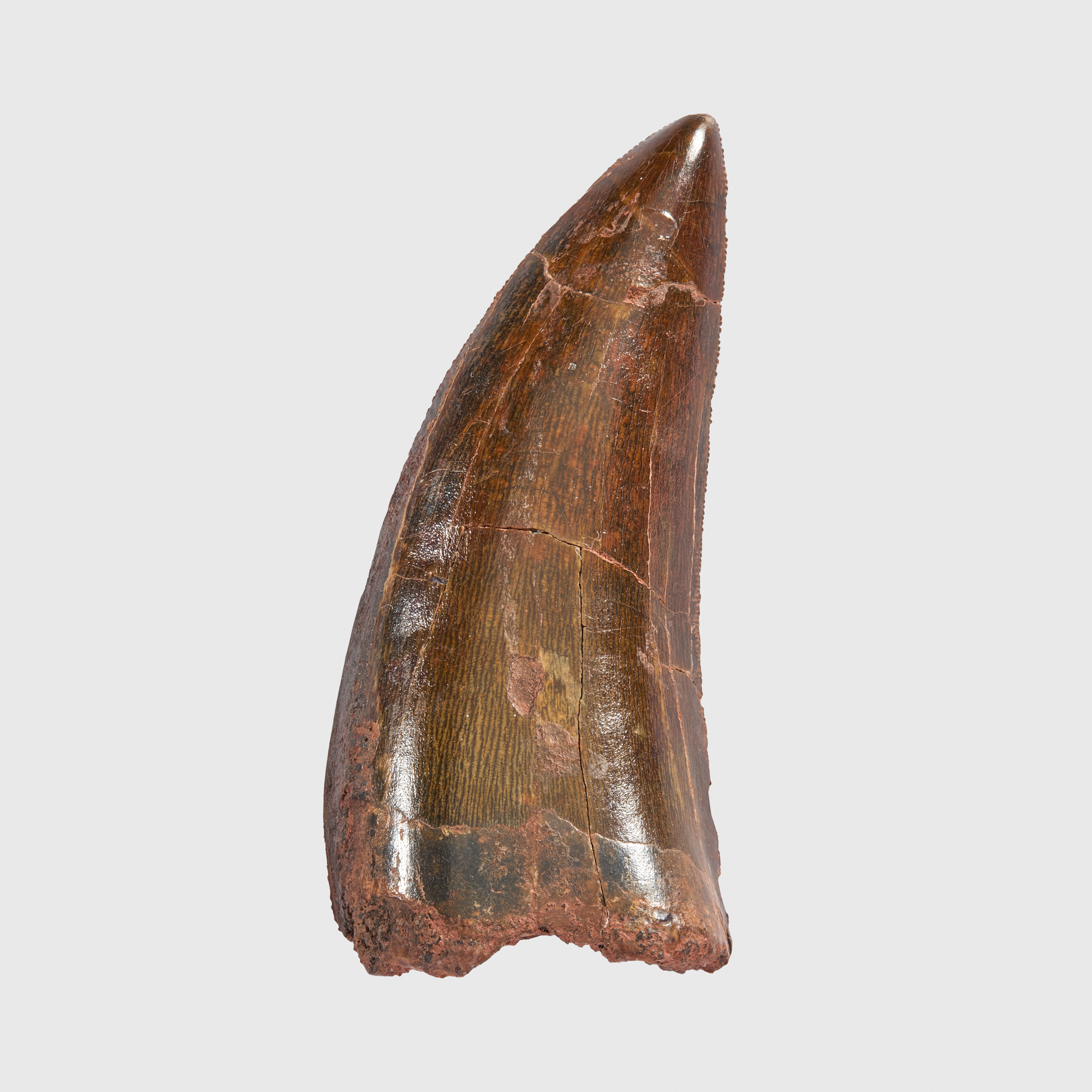 DINOSAUR TOOTH, AFRICAN "T-REX", CARCHARODONTOSAURUS SAHARICUS