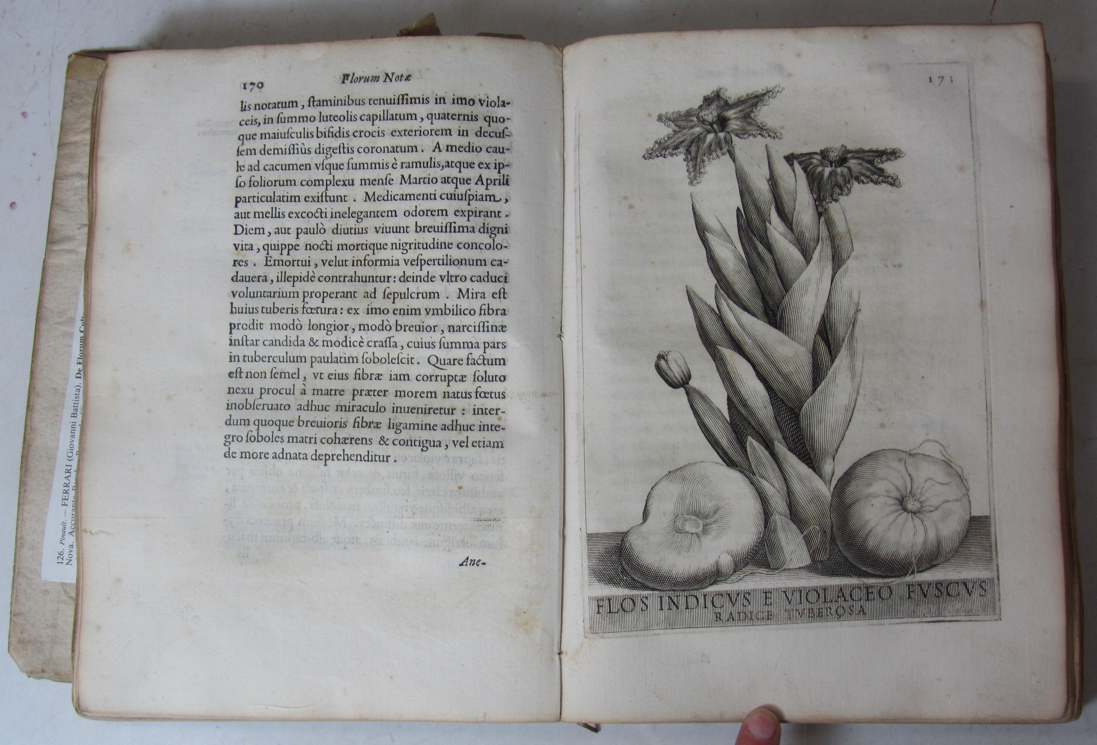 Ferrari, Giovanni Battista