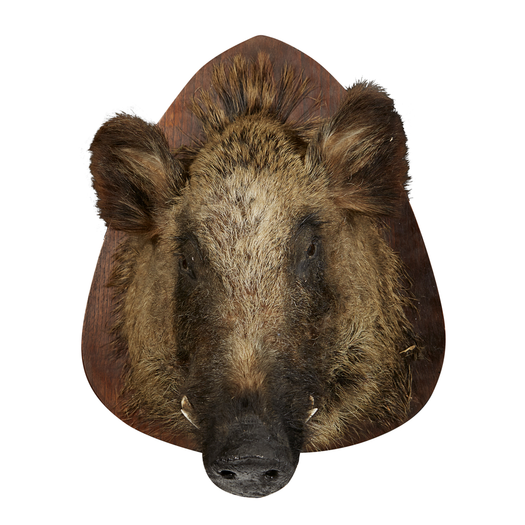 TAXIDERMY BOAR HEAD MOUNT