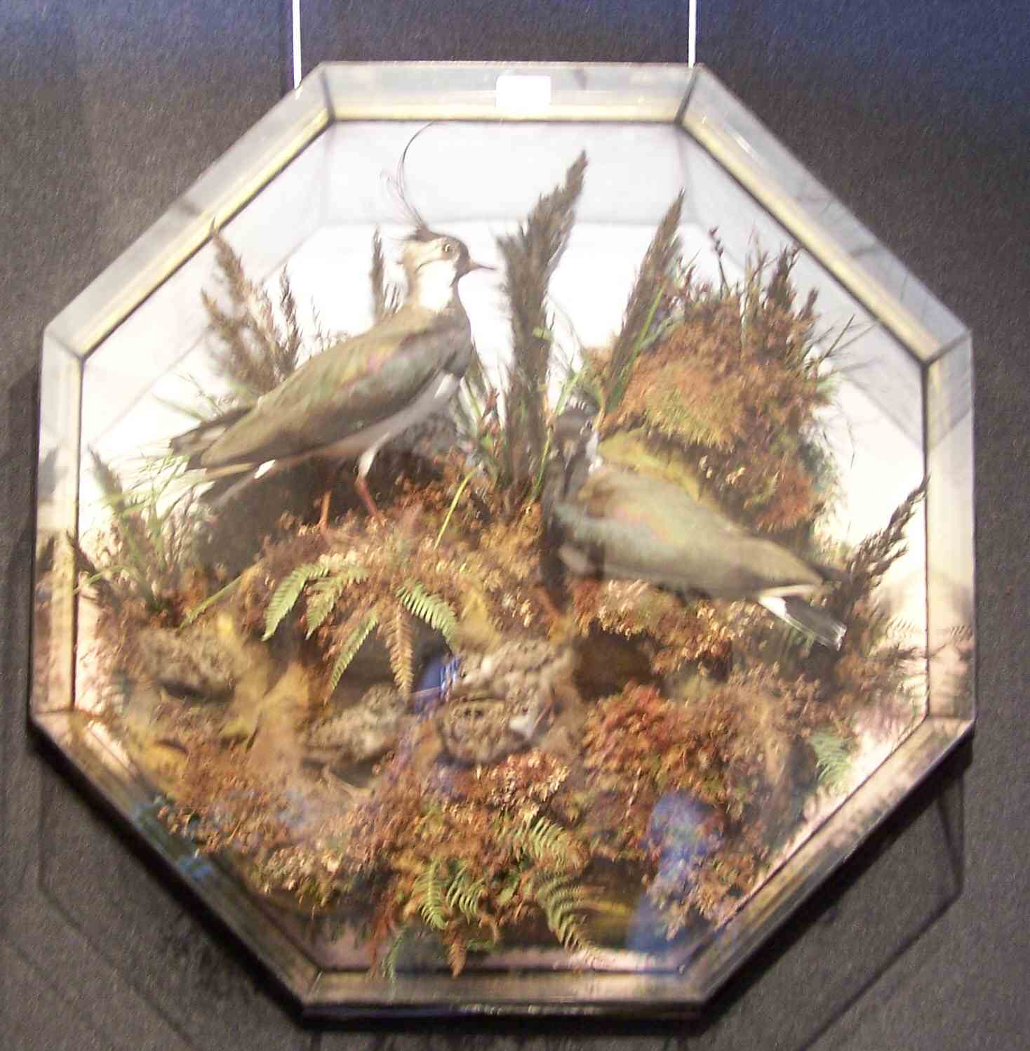 A taxidermy diorama of crested plovers