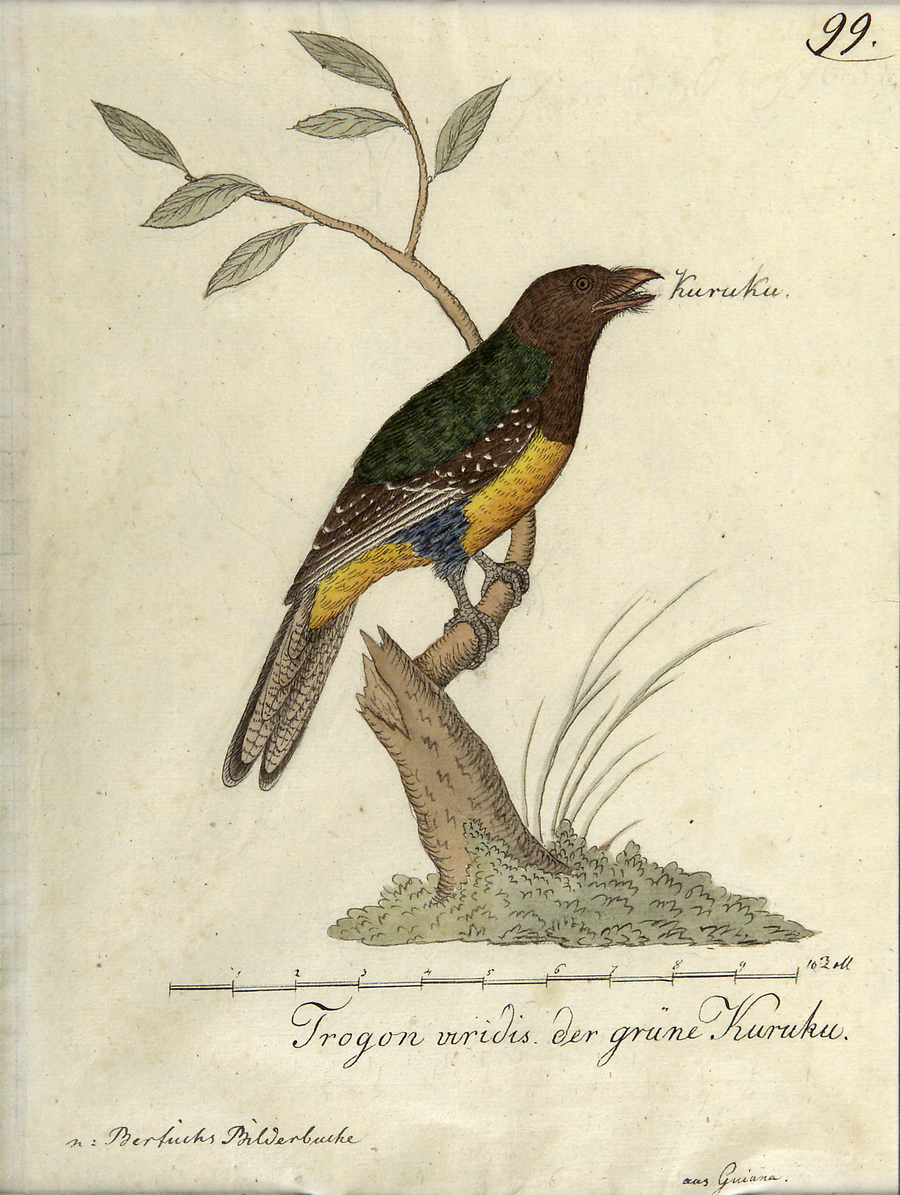 After Friedrich Justin Bertuch