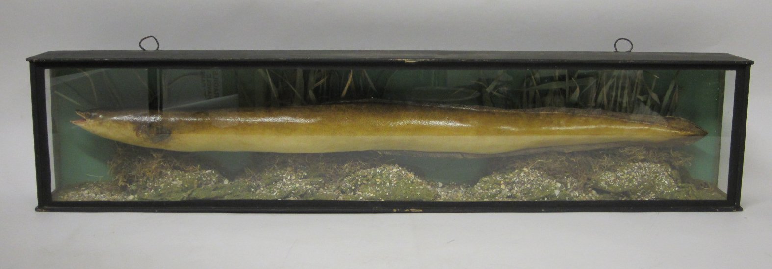 TAXIDERMY - CASED PLASTER CAST EEL