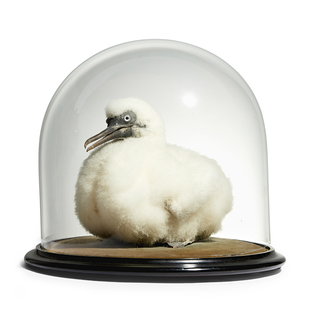 TAXIDERMY GANNET CHICK/GUGA