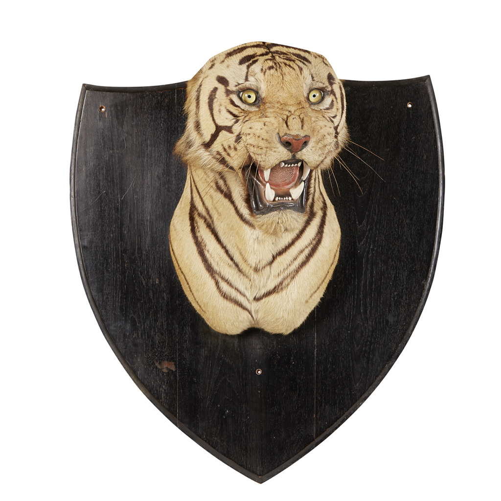 TAXIDERMY BENGAL TIGER HEAD MOUNT, VAN INGEN & VAN INGEN