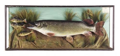 A stuffed and mounted pike,