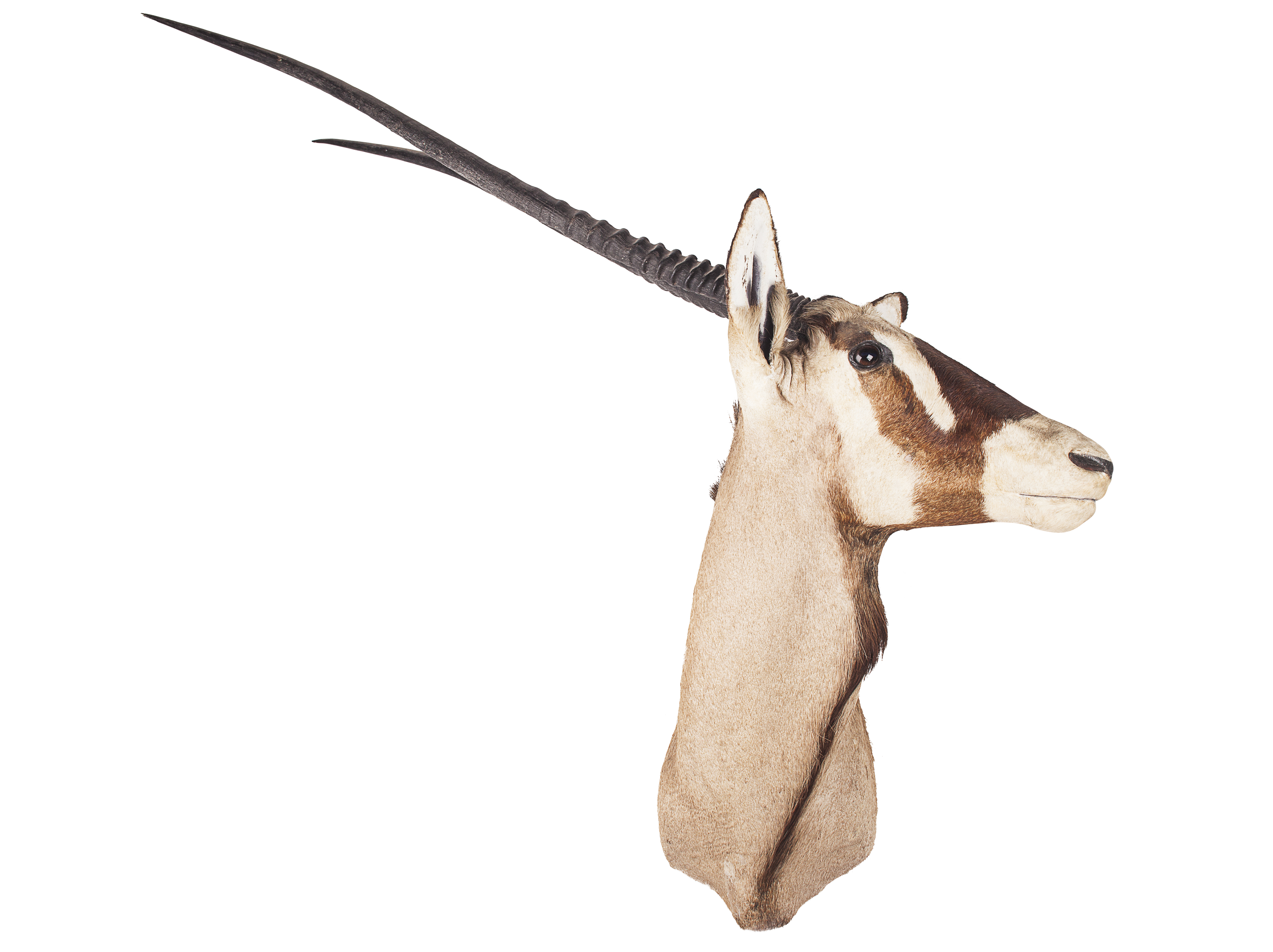 TAXIDERMY GEMSBOK HEAD AND NECK MOUNT, BY ROWLAND WARD LTD.