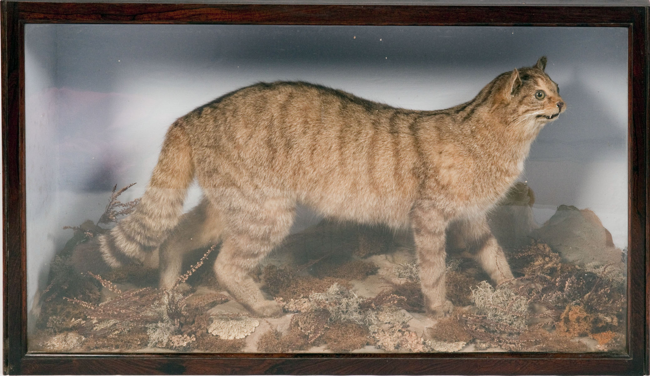 Taxidermy Interest A Victorian stuffed wildcat Trade label for John Leadbeater